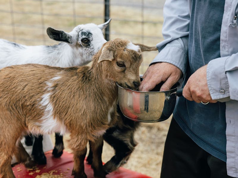 Image for Tiny Tails Farm Stay