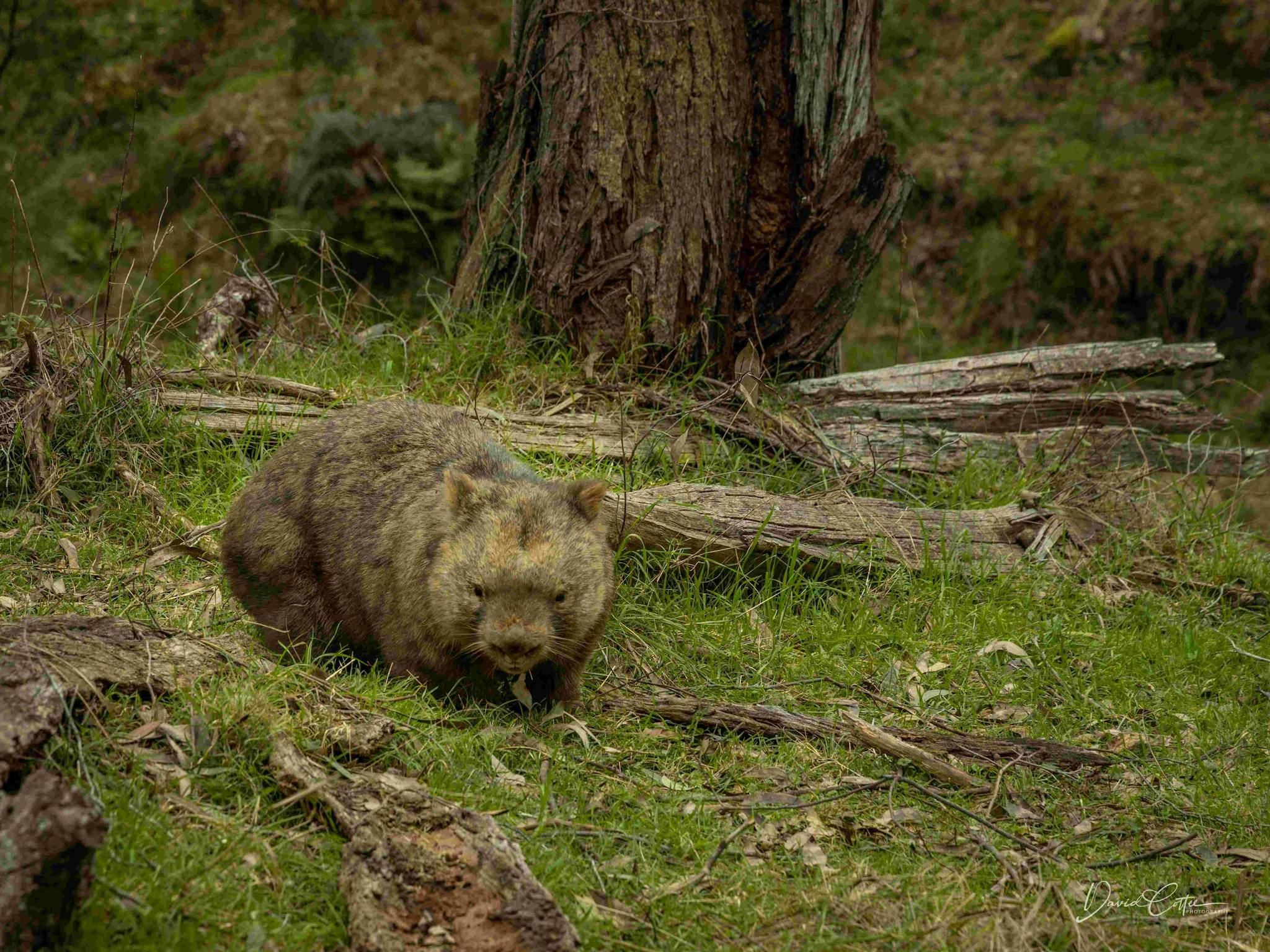A wombat on the track to Granya Falls