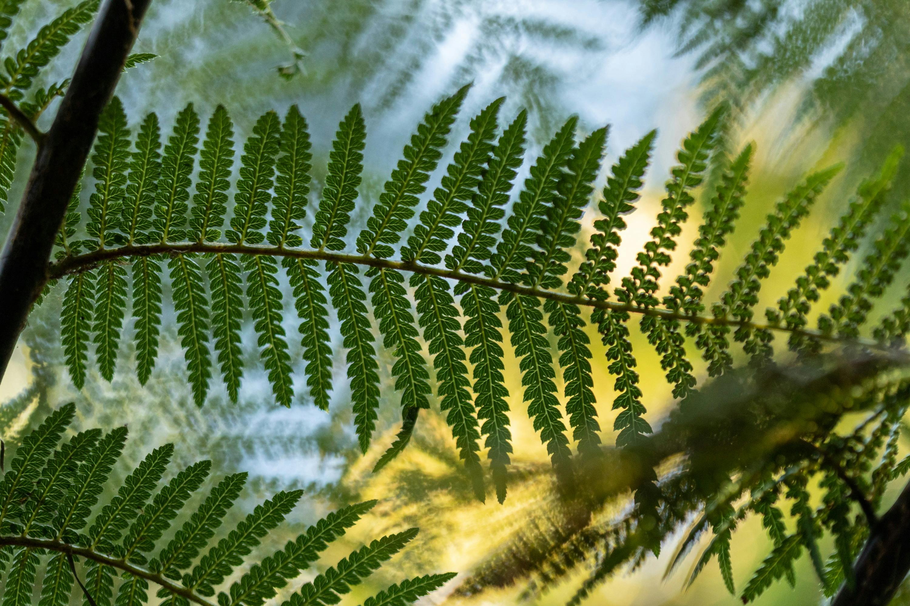 Forest Therapy at Royal Botanic Gardens Melbourne