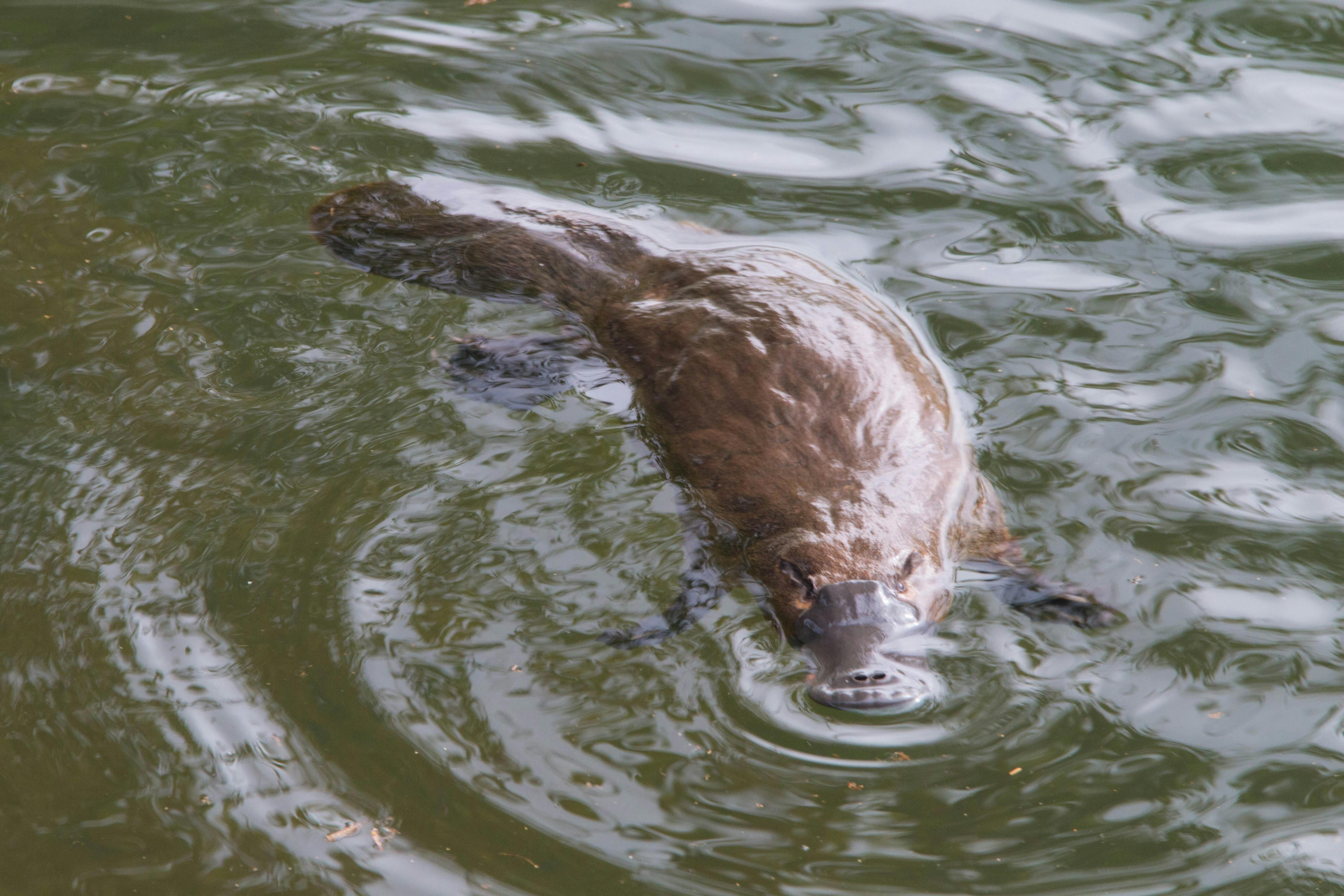Platypus