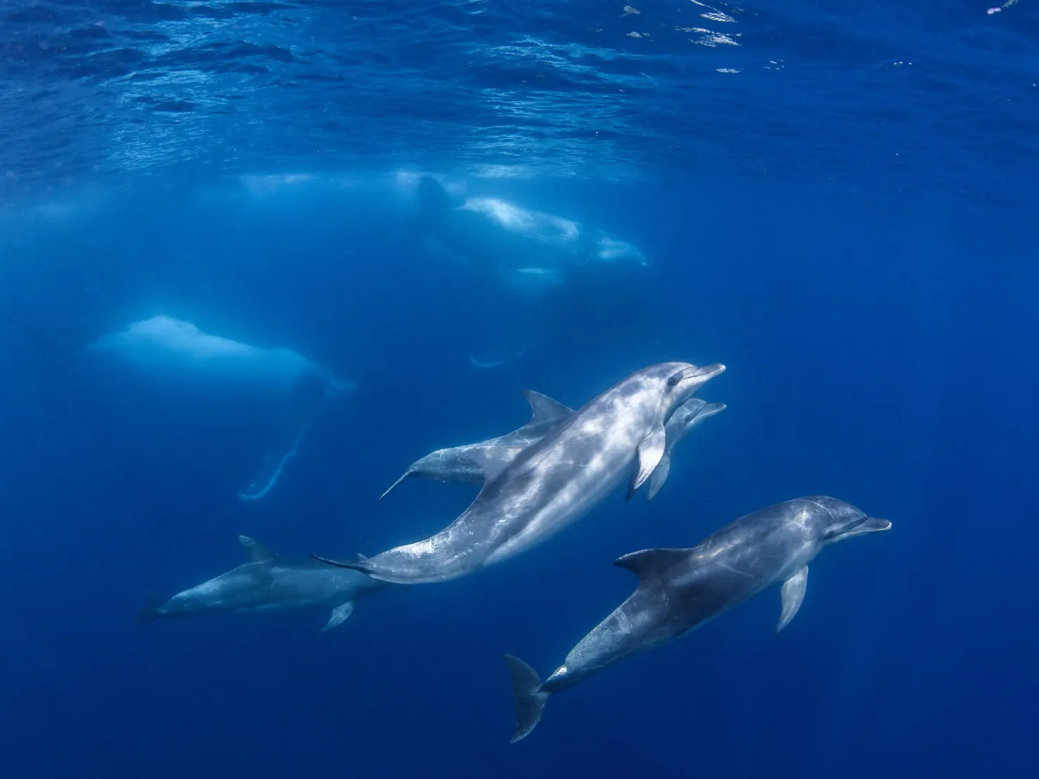 Swimming with Dolphins and Whales on the Sunshine Coast