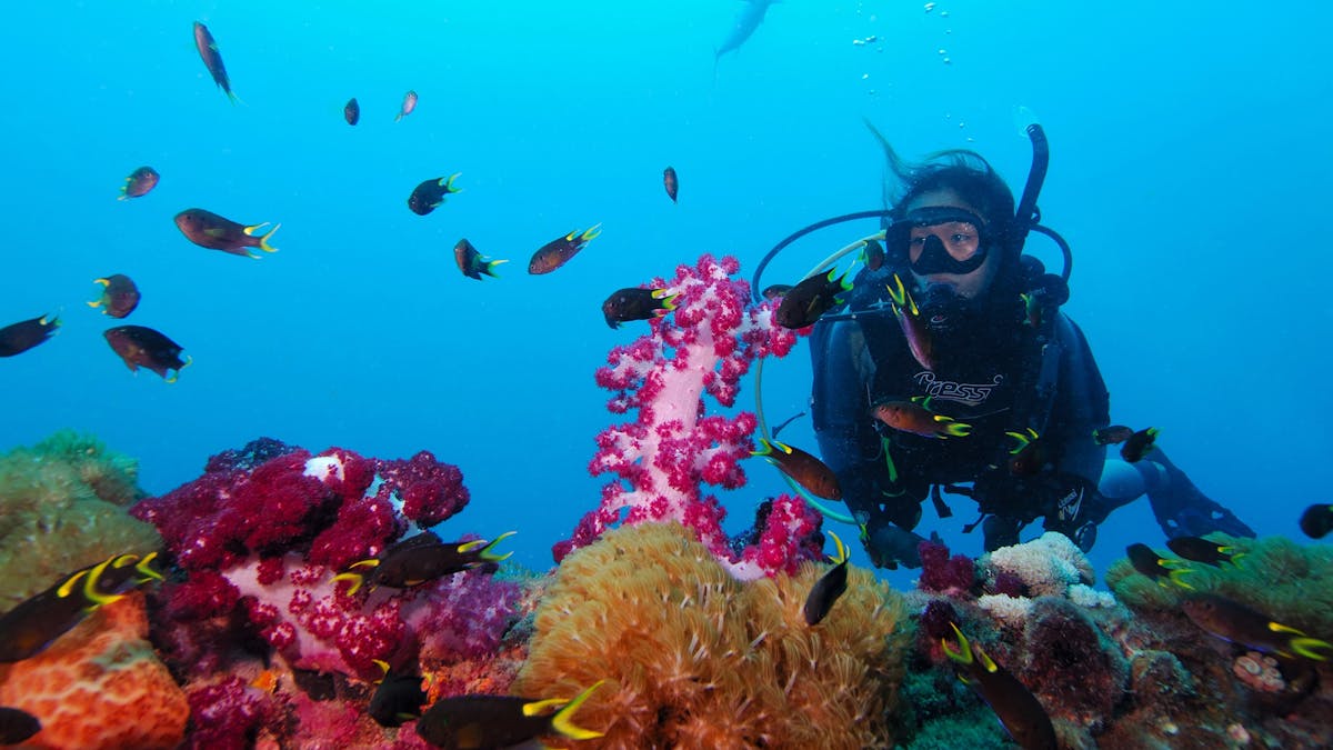 A scuba diver admiring the coral growth on the S.S. Yongala Shipwreck.