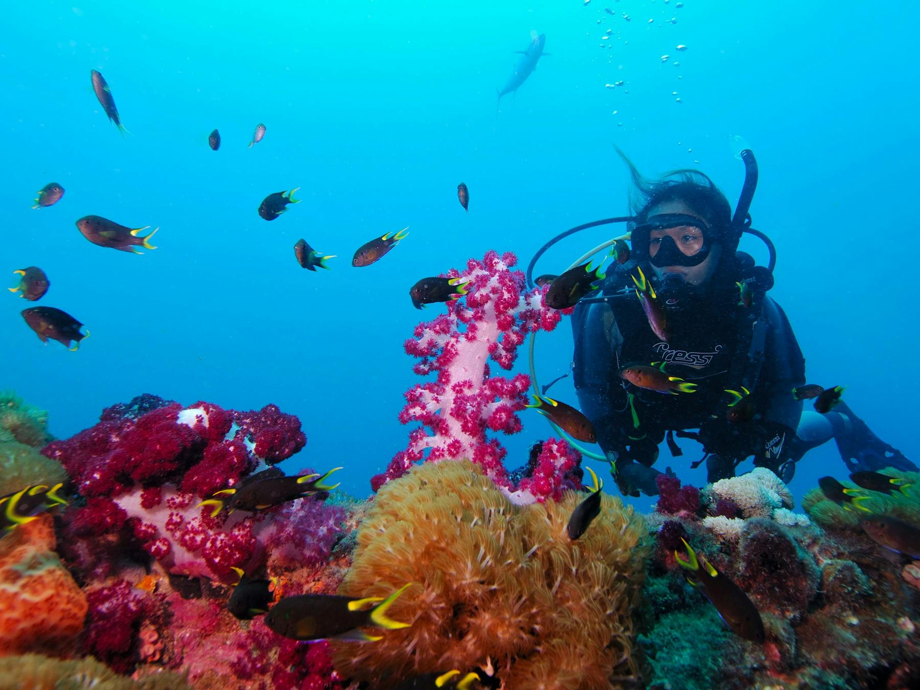 A scuba diver admiring the coral growth on the S.S. Yongala Shipwreck.