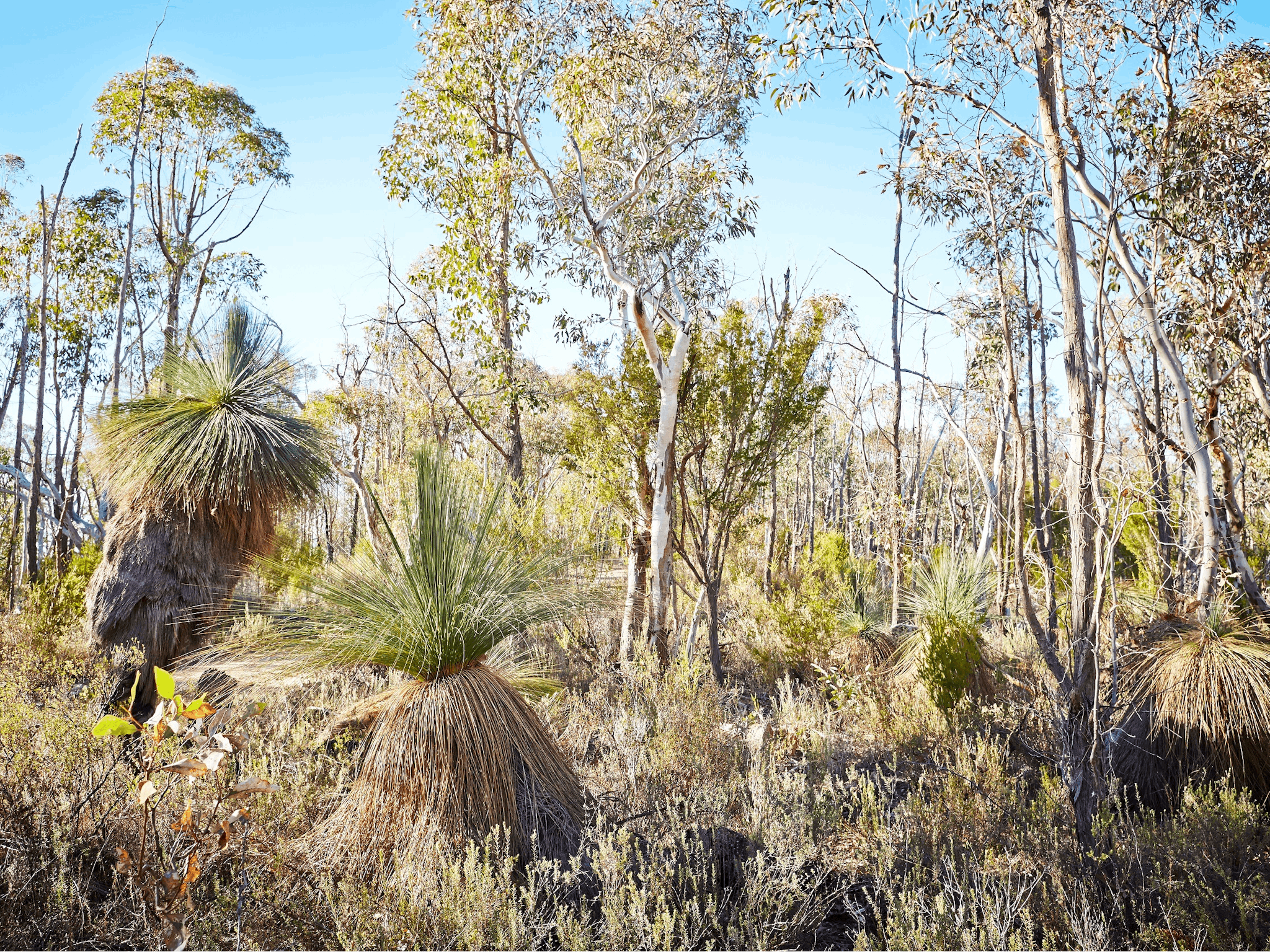 Grass trees, gum trees, native grasses, green leaves, brown leaves, bushland view, blue sky,