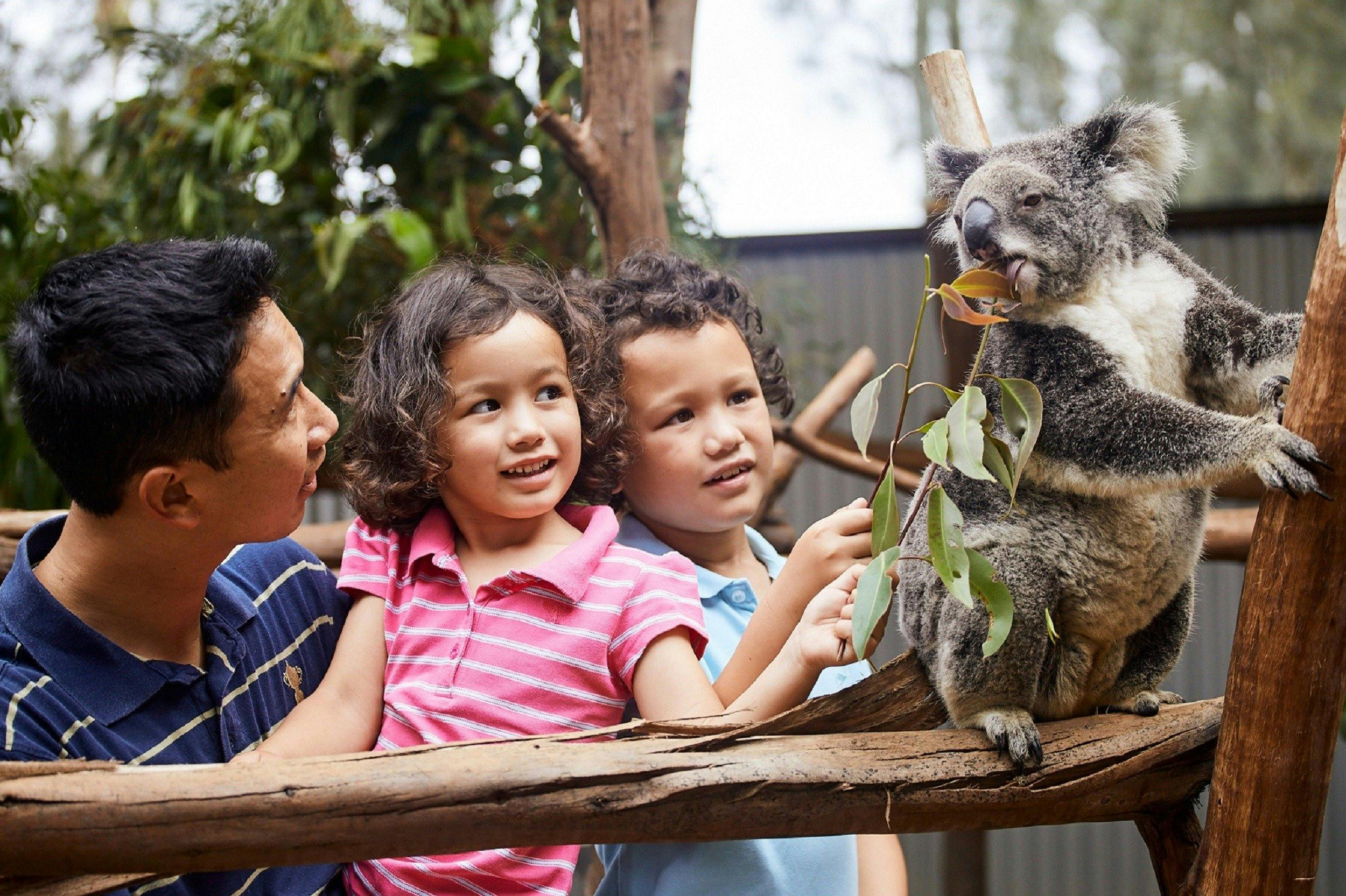 A father and 2 young children interacting with a soft cute koala during a koala encounter