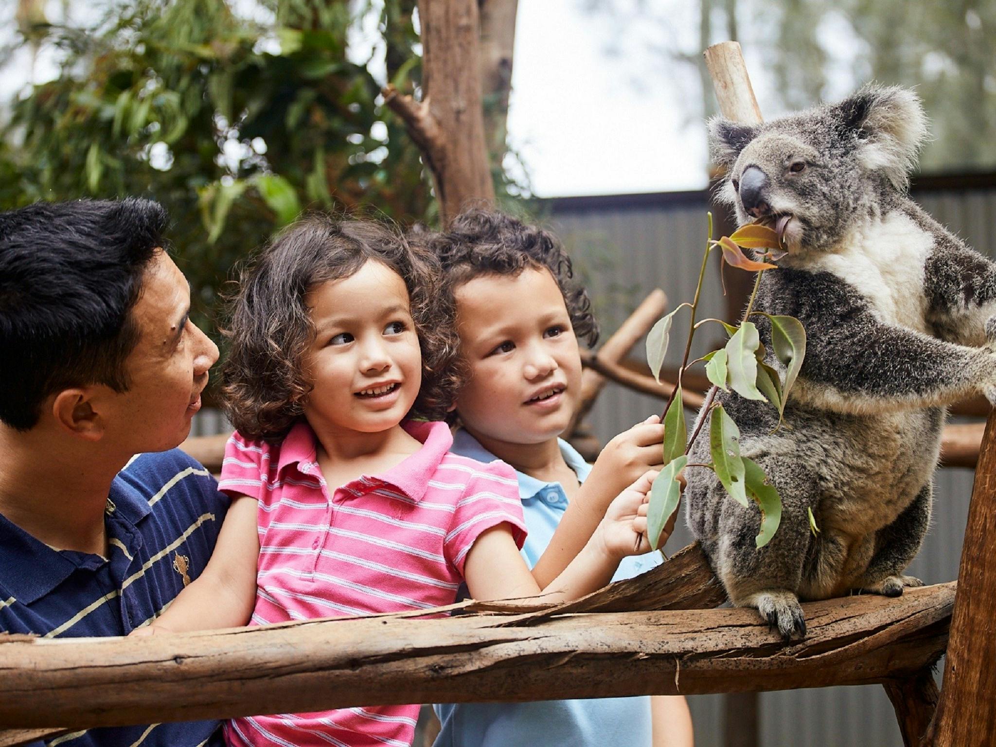 A father and 2 young children interacting with a soft cute koala during a koala encounter