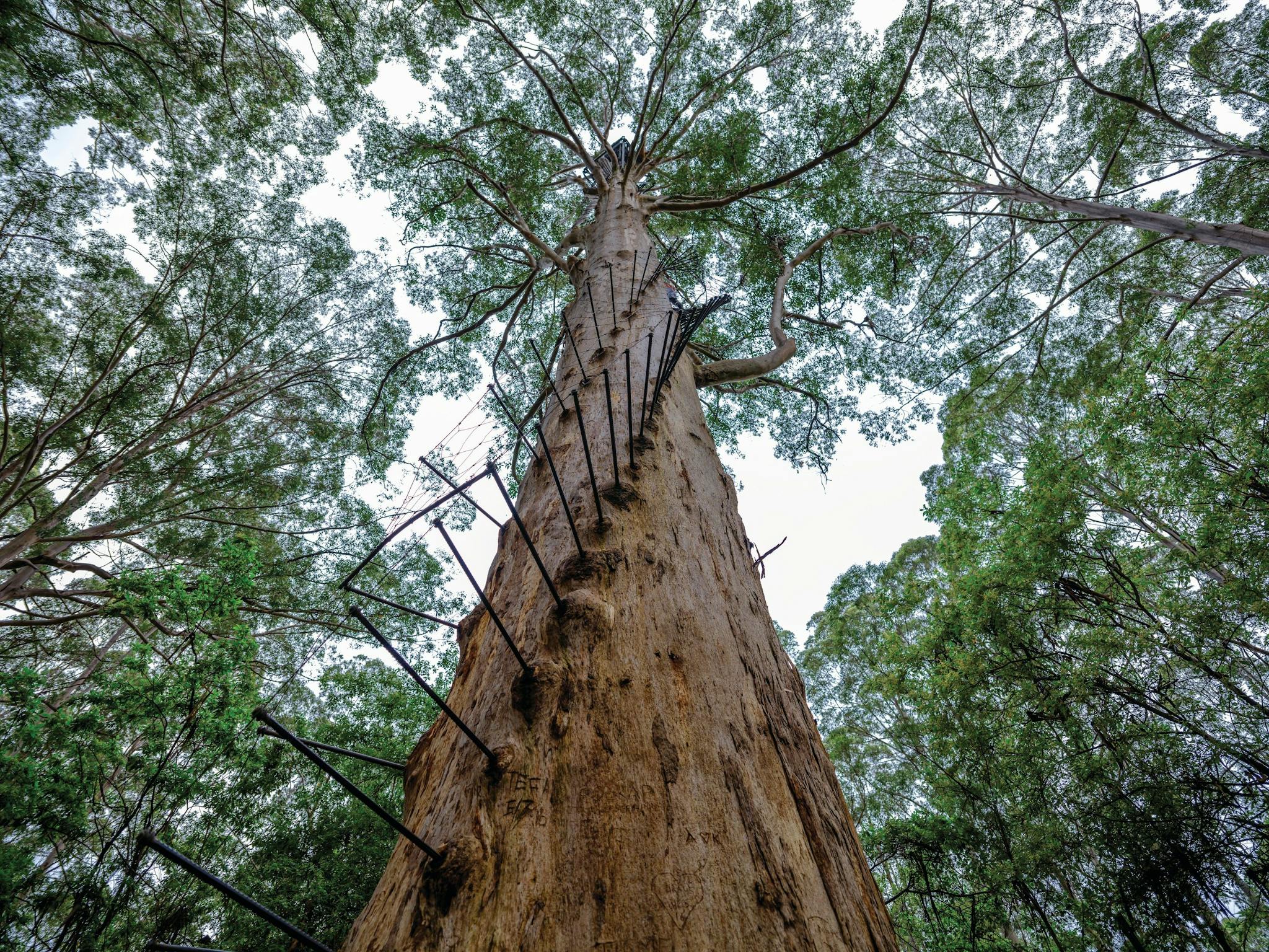 Southern Forests, Pemberton, Western Australia