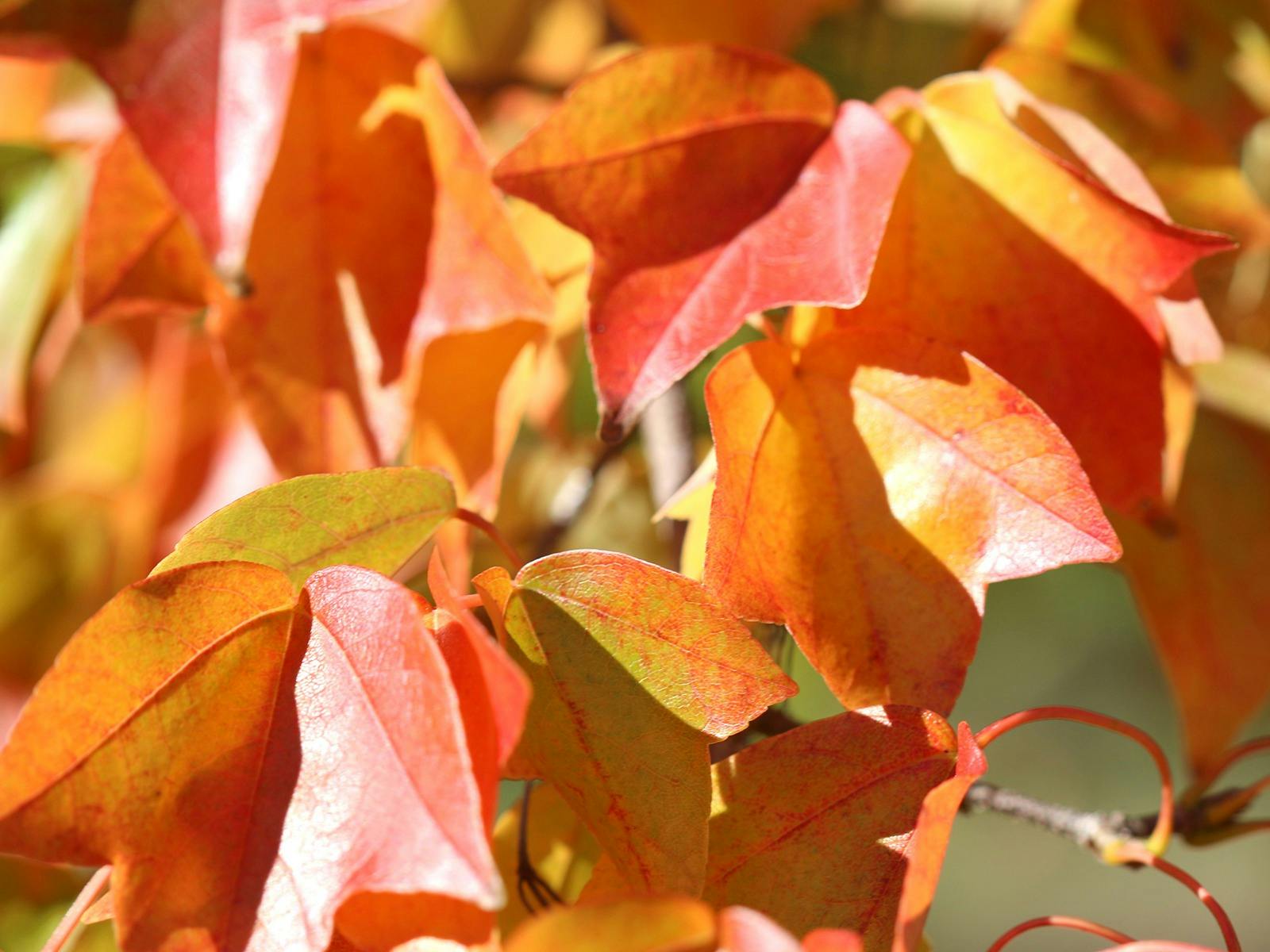 A close image of Autumnal leaves, glowing with vibrant red, orange and yellow tones in the sunlight