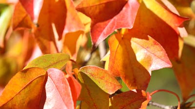 A close image of Autumnal leaves, glowing with vibrant red, orange and yellow tones in the sunlight