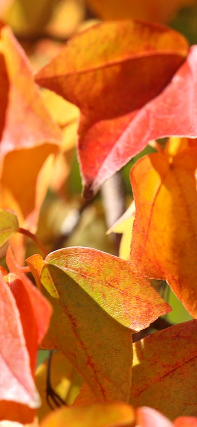 A close image of Autumnal leaves, glowing with vibrant red, orange and yellow tones in the sunlight