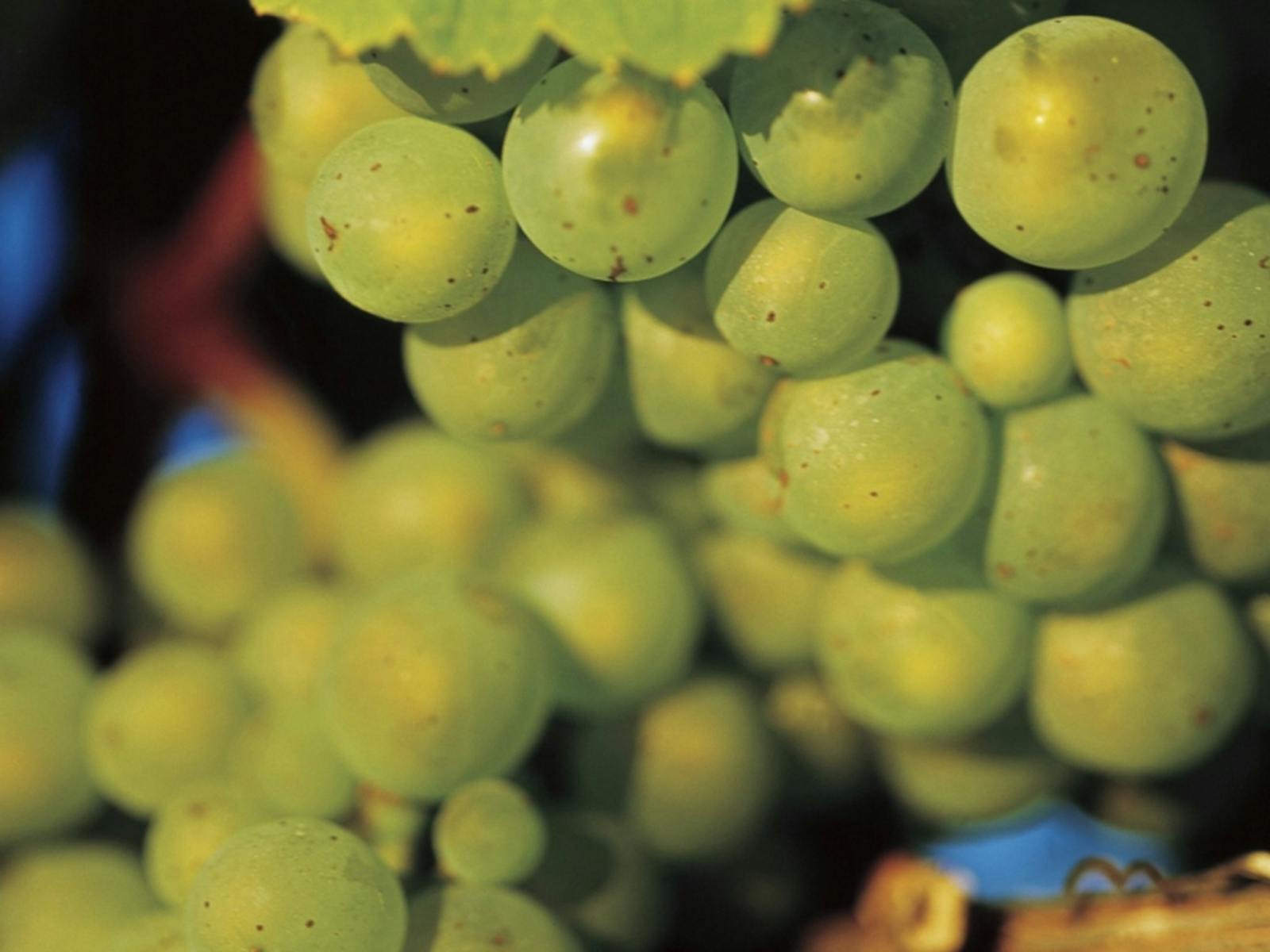 Boutique Wine Tours