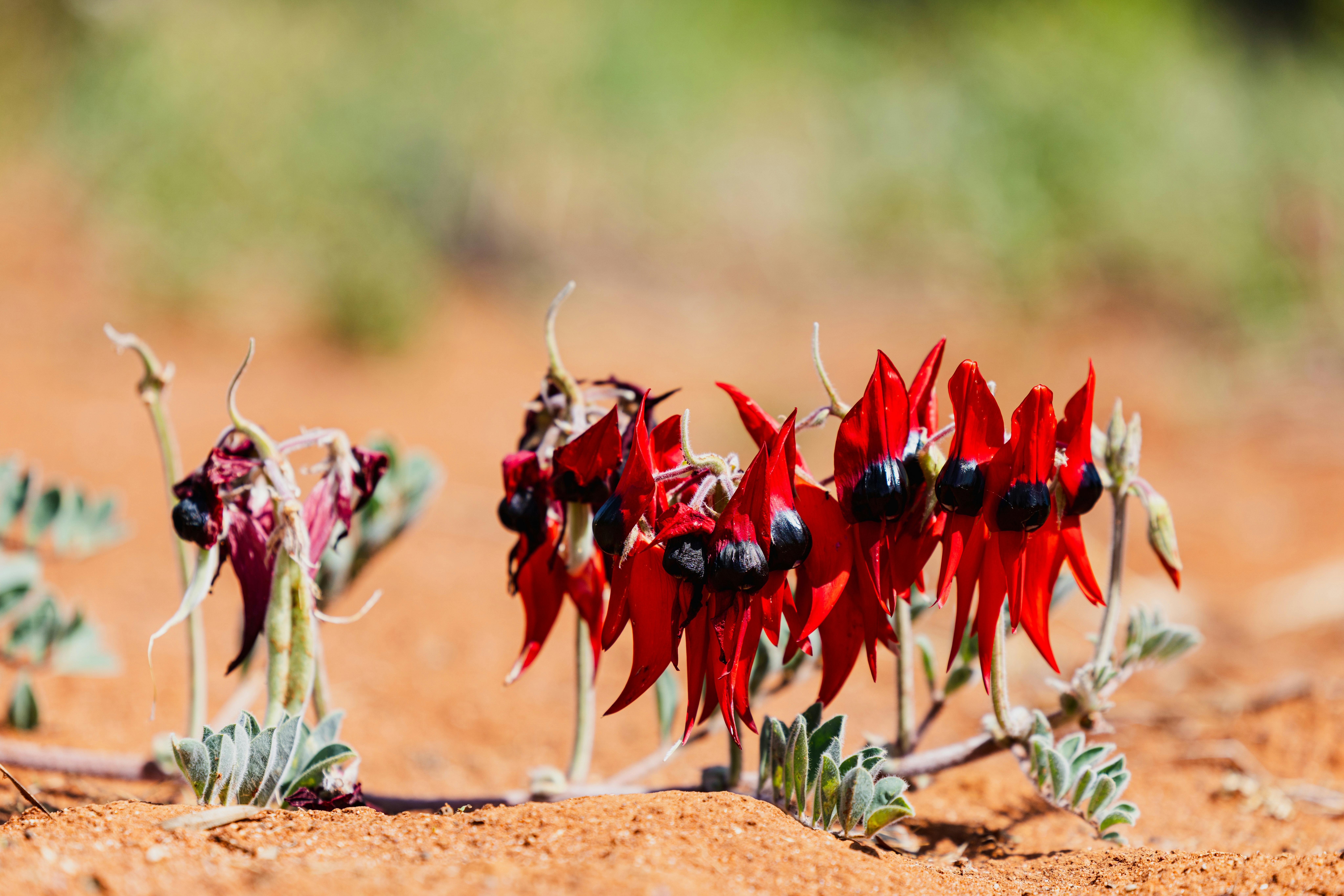 Sturt Desert Pea