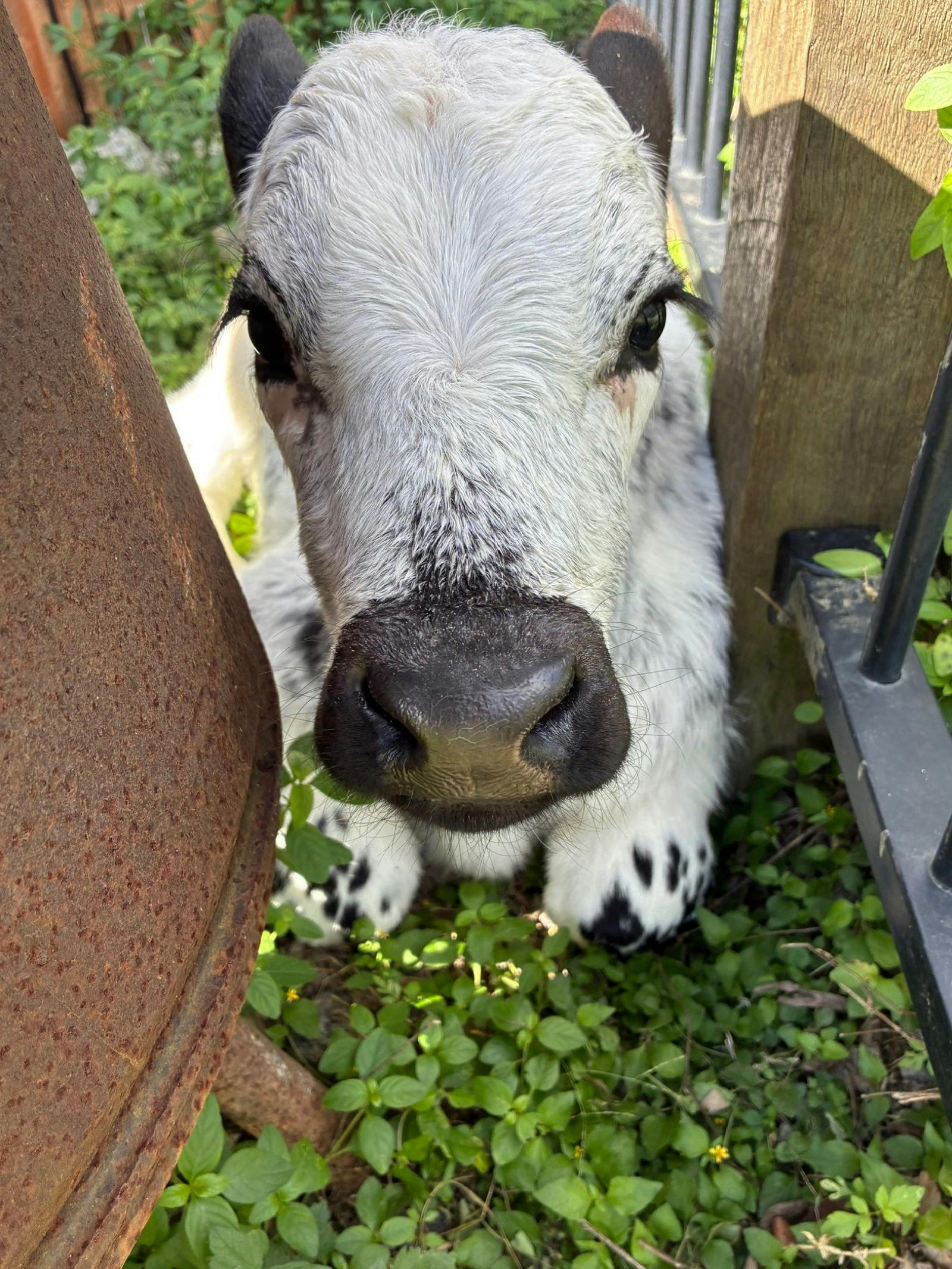 Baby calf in the revue calf area