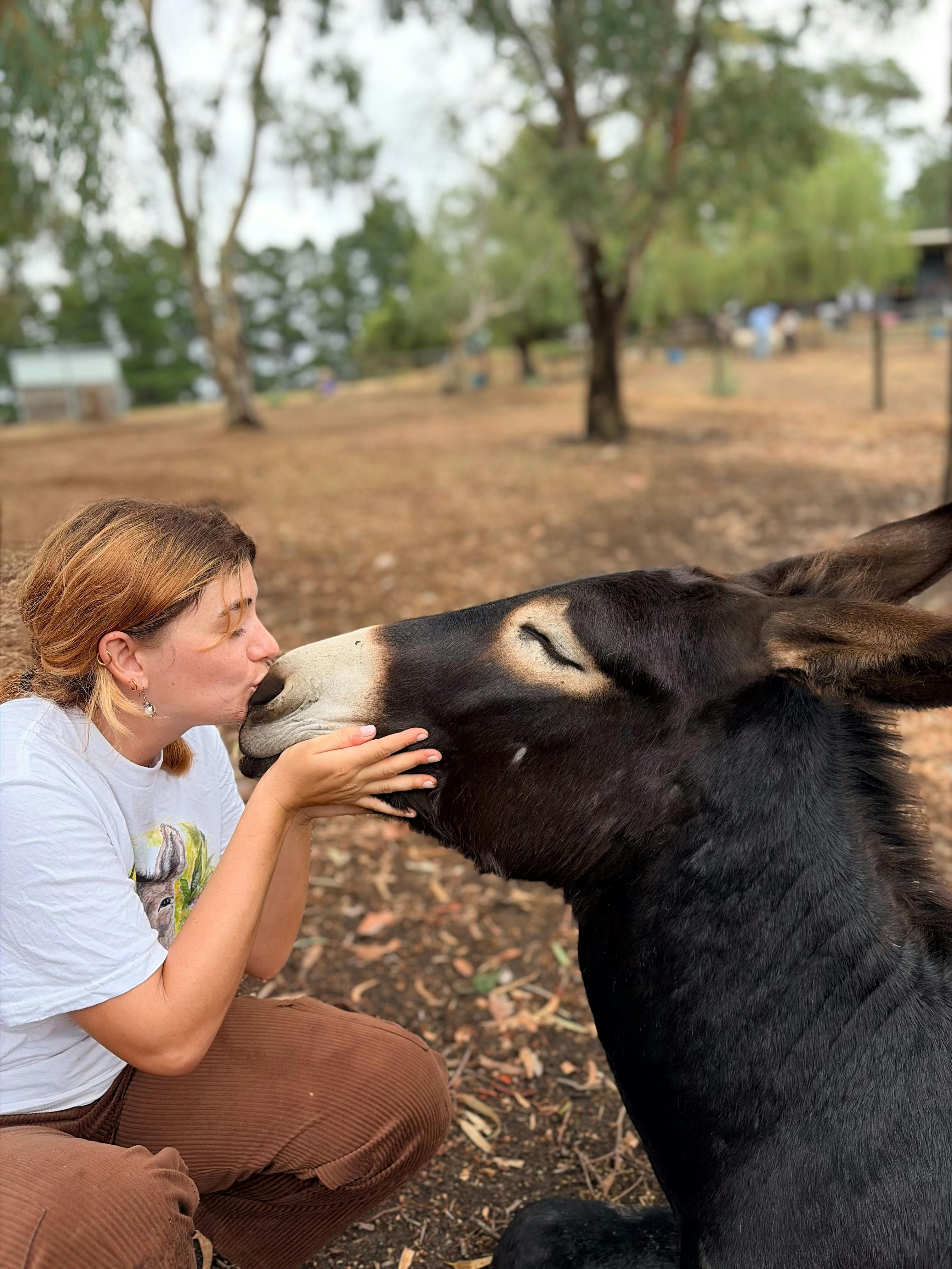 Donkey Discovery
