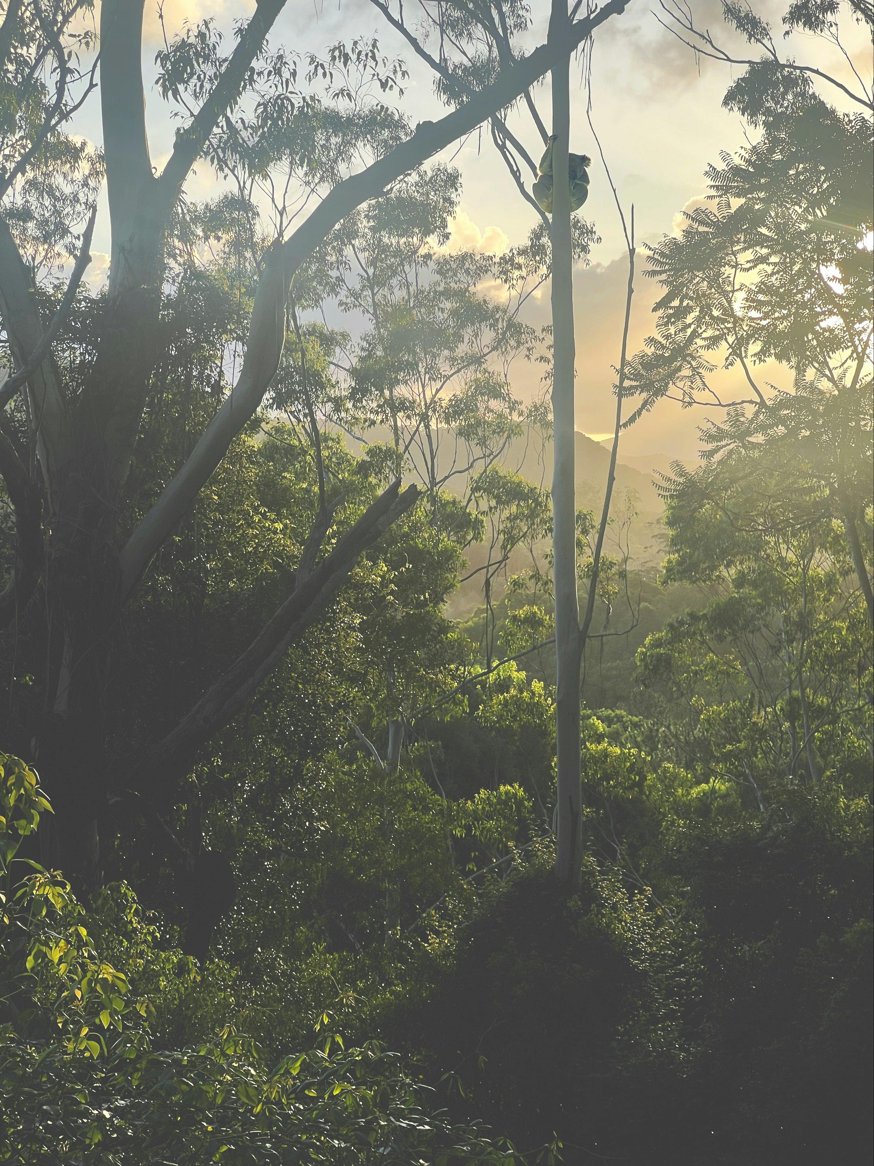View from Forest Chalet