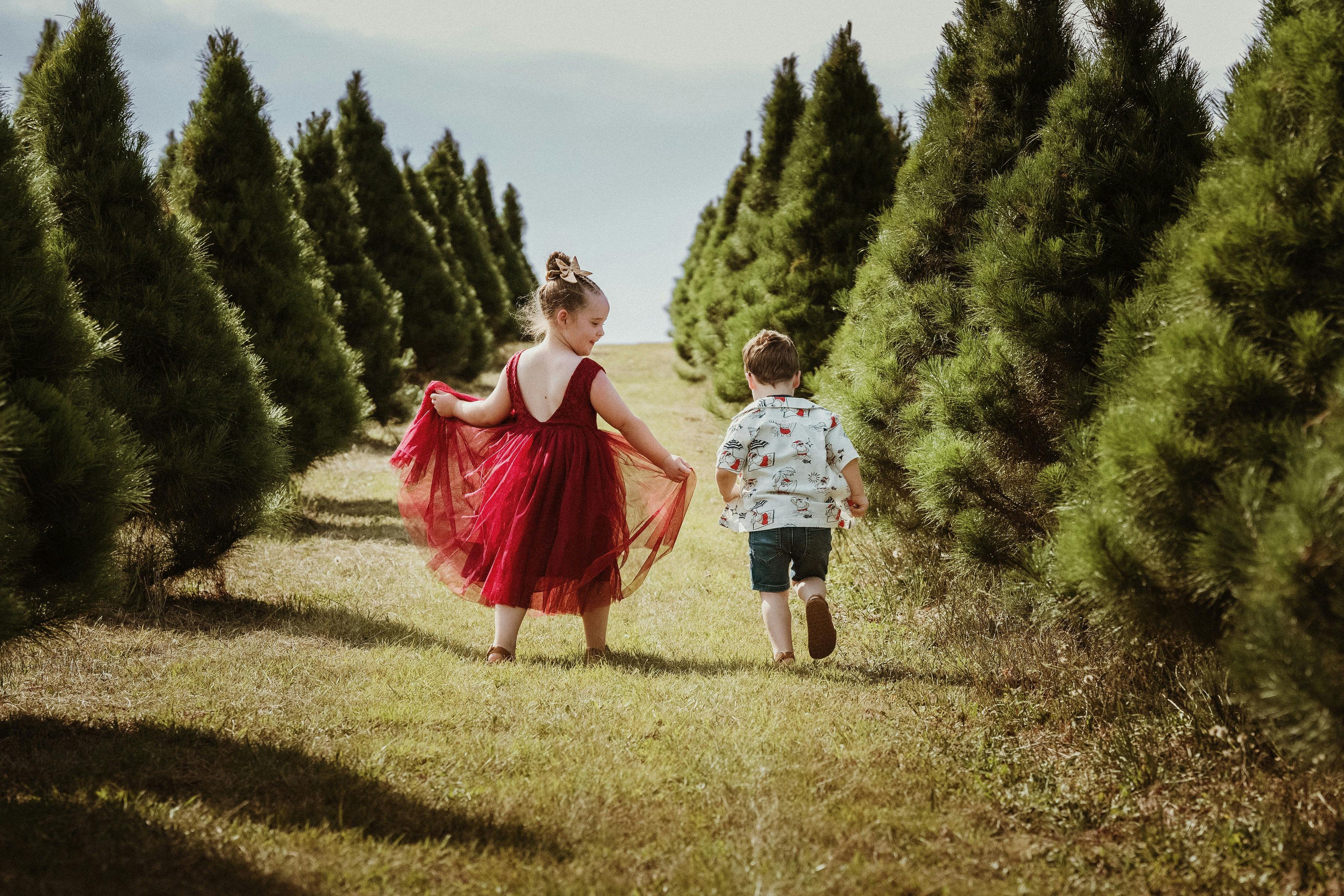 Luddenham Christmas Tree Farm - Pick Your Perfect Tree  - Close to Sydney NSW