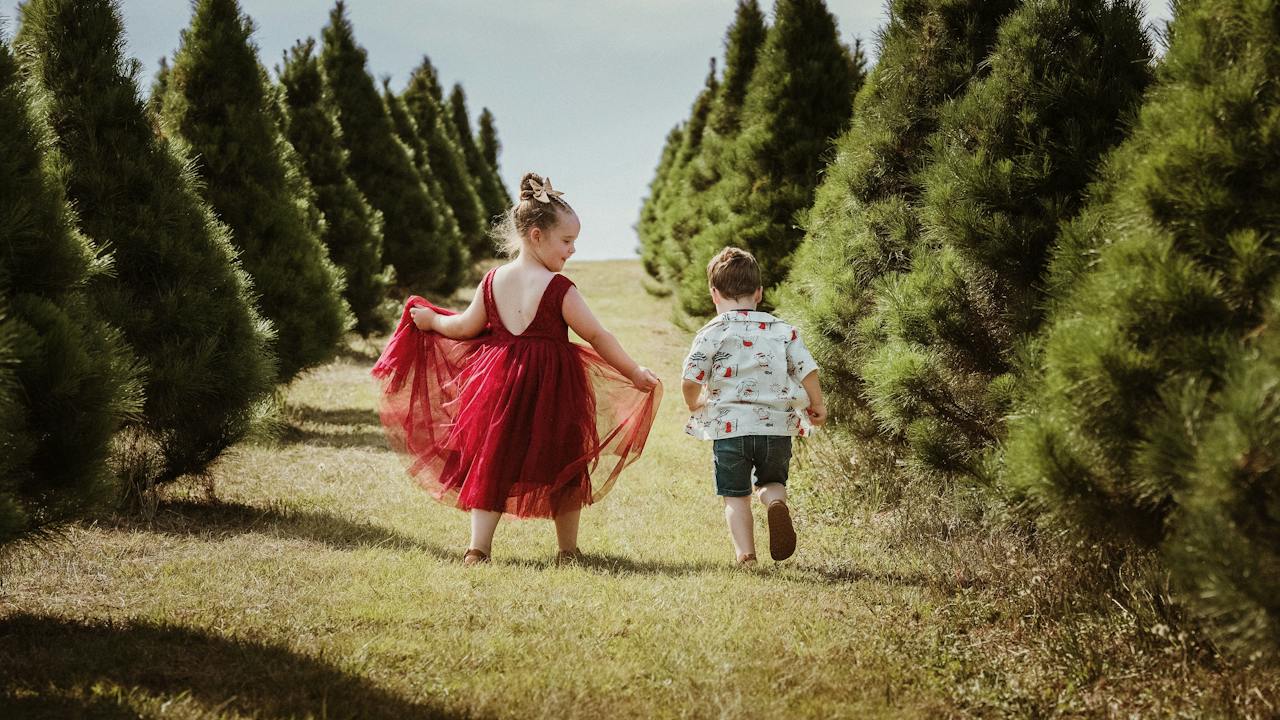Luddenham Christmas Tree Farm - Pick Your Perfect Tree - Close to Sydney NSW