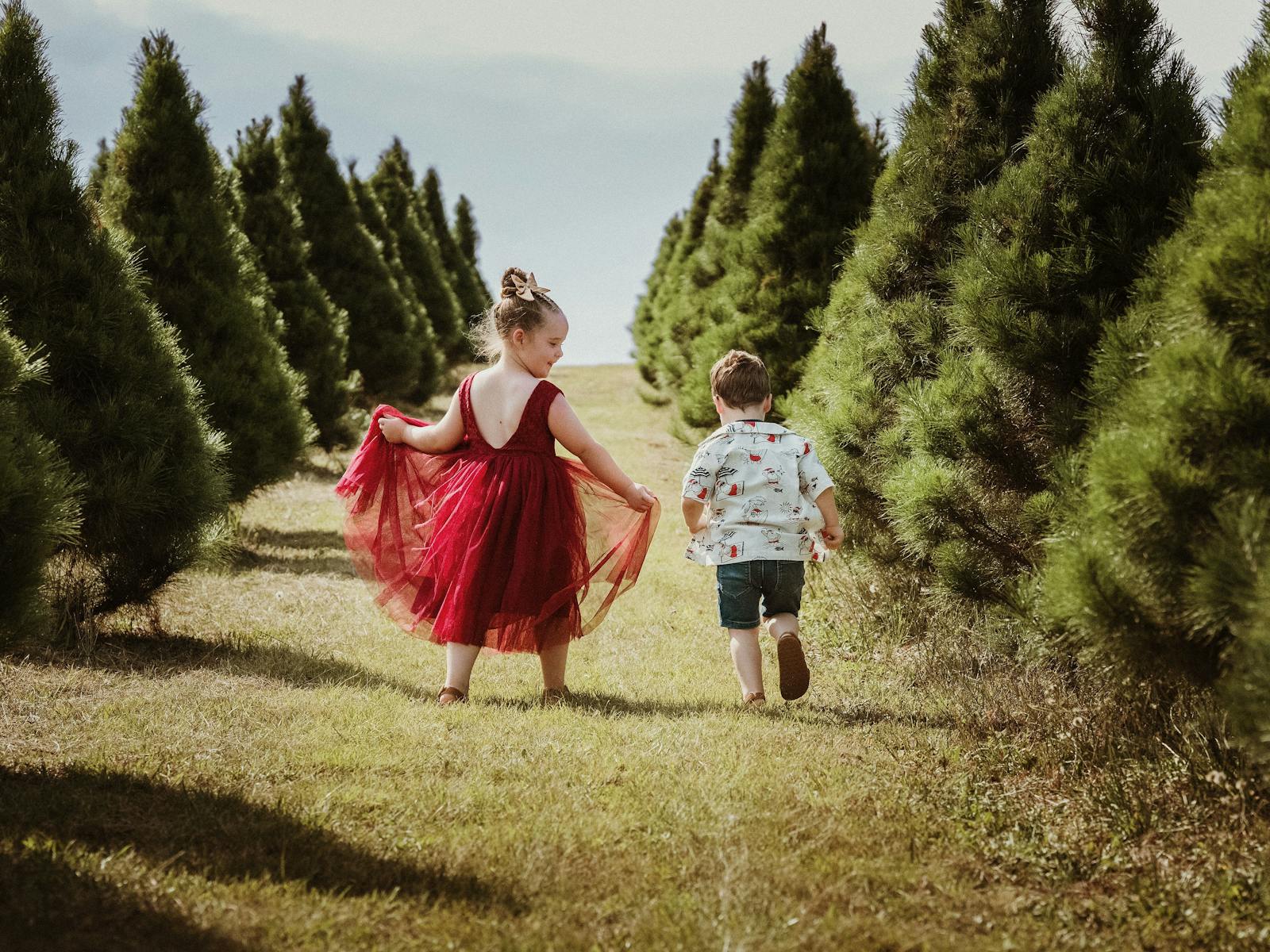 Luddenham Christmas Tree Farm - Pick Your Perfect Tree  - Close to Sydney NSW