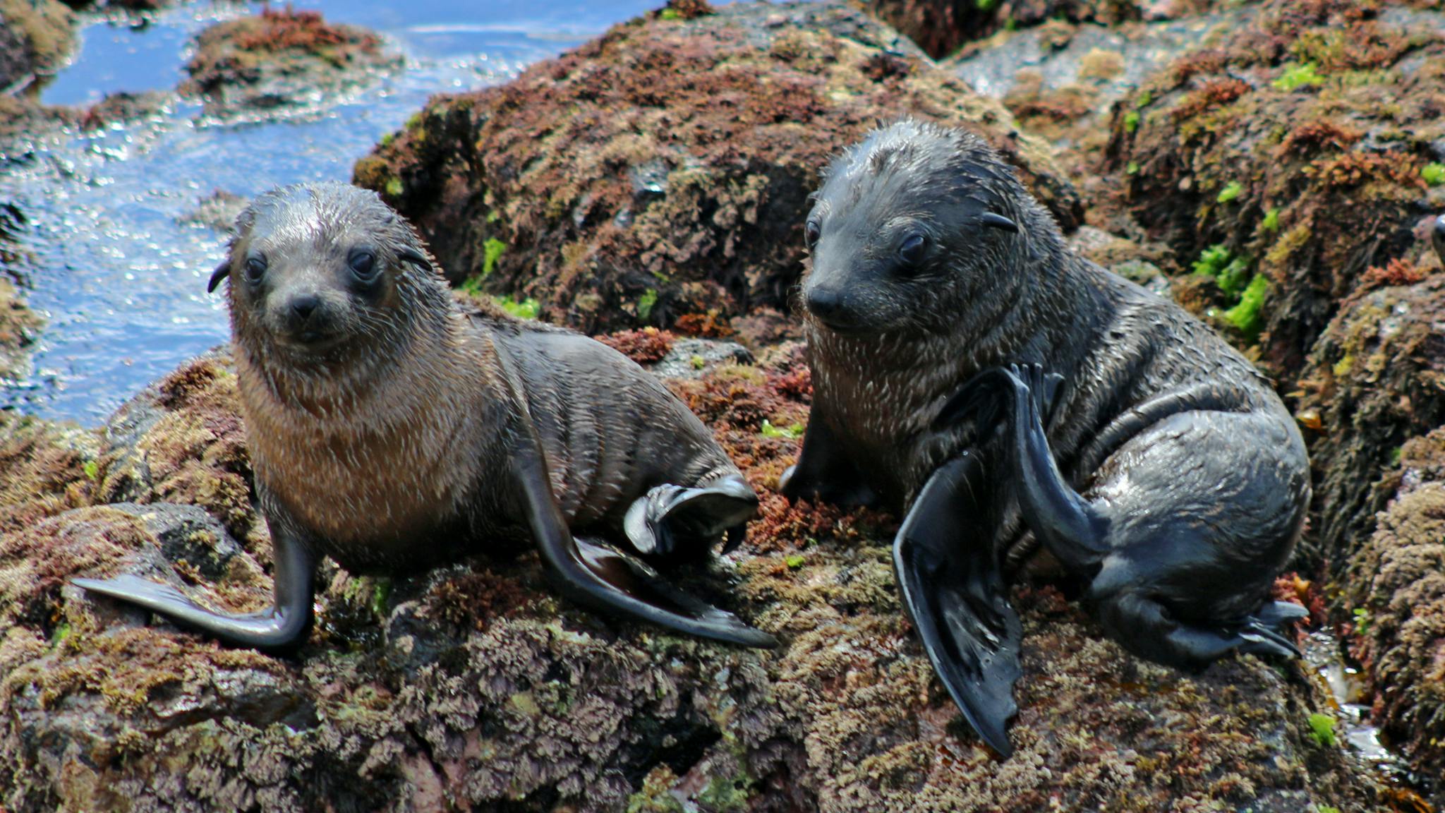 Wildlife Coast Cruises