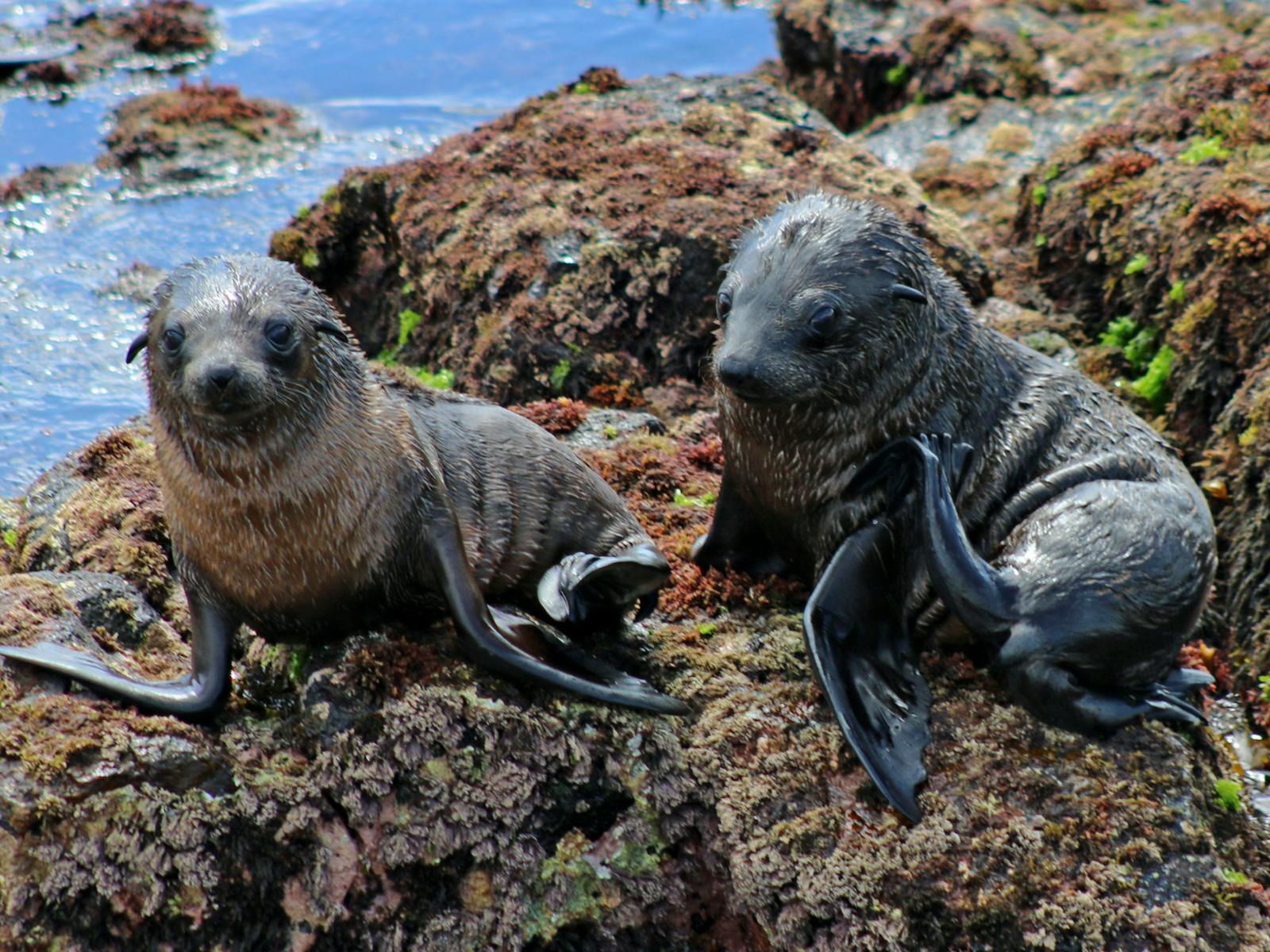 Wildlife Coast Cruises