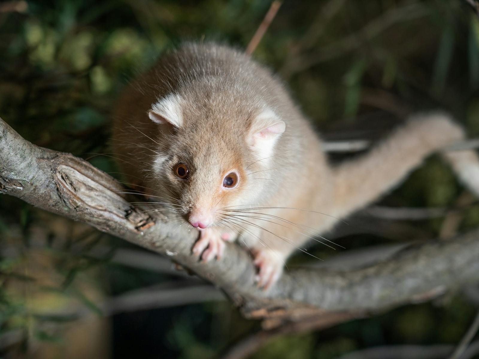 Ring-tailed possum