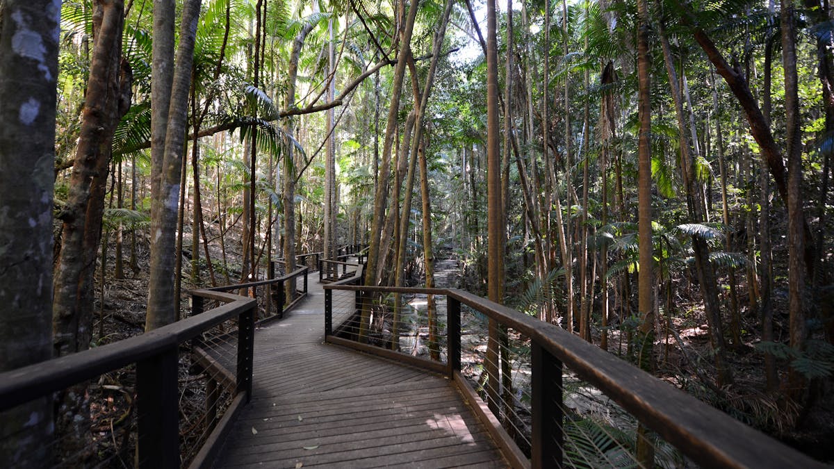 Rainforest boardwalk at Central Station on K'gari