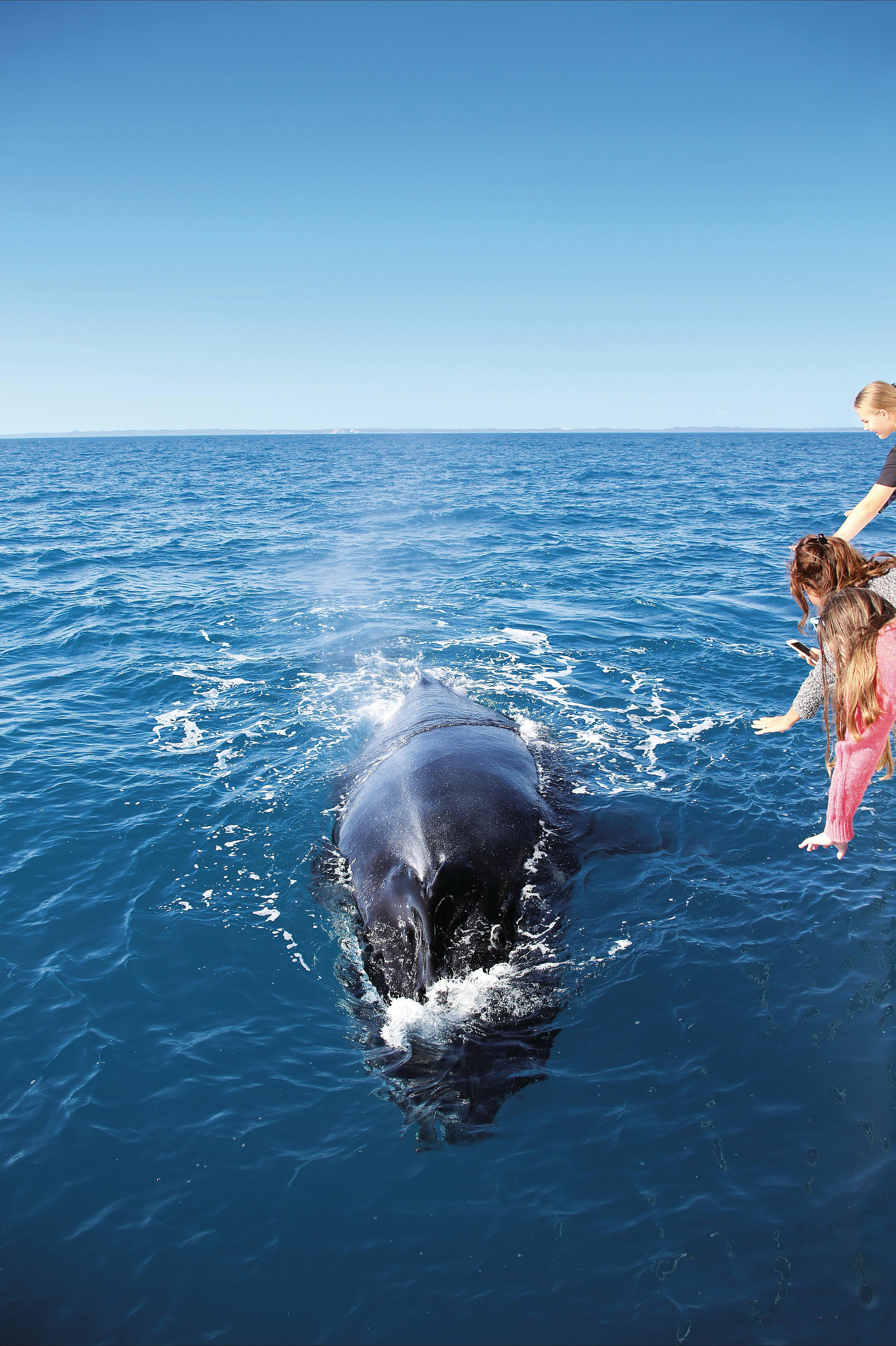 Whale