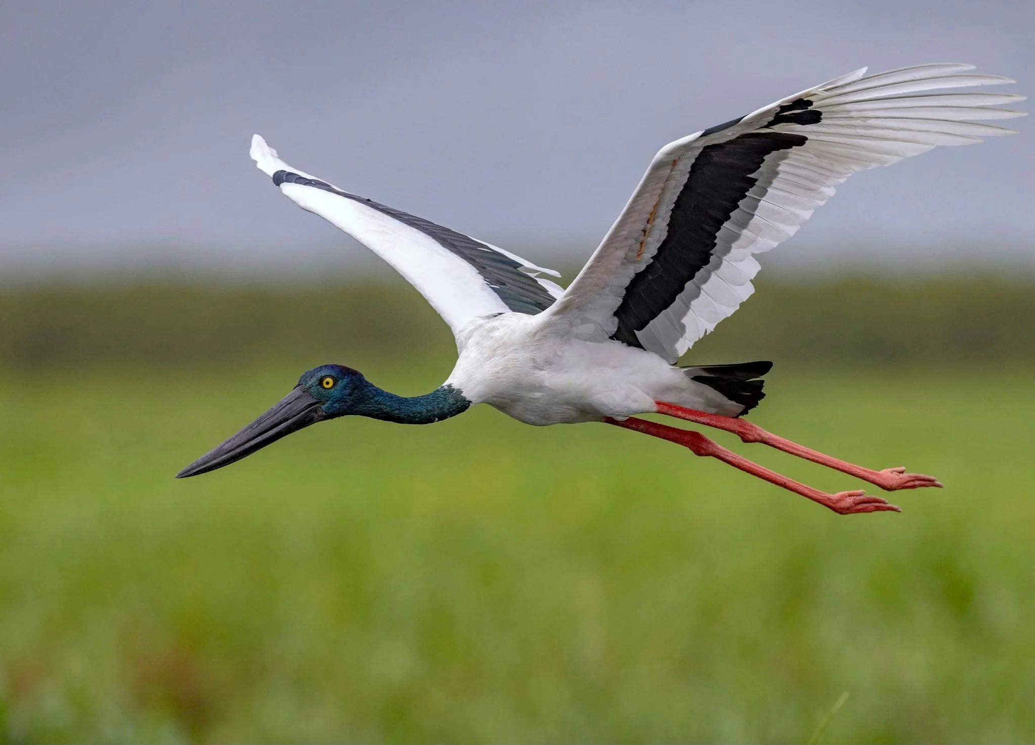 Female Jabiru (Black-necked Stork), Ephippiorhynchus asiaticus, at Fogg Dam, Northern Territory