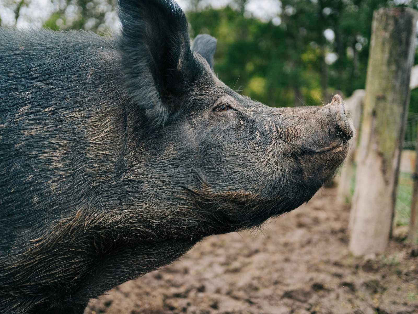 Moo to Ewe Farmed Animal Sanctuary
