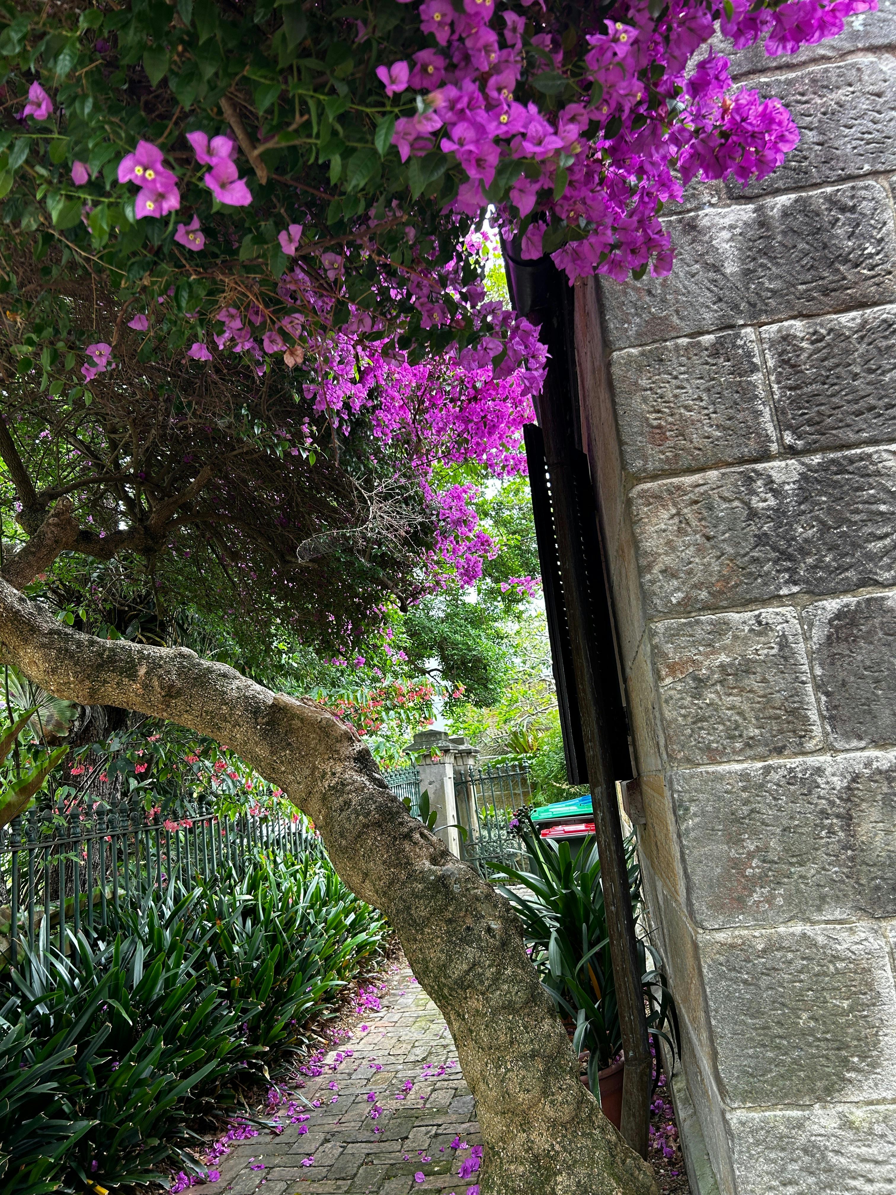 Summer at Carisbrook