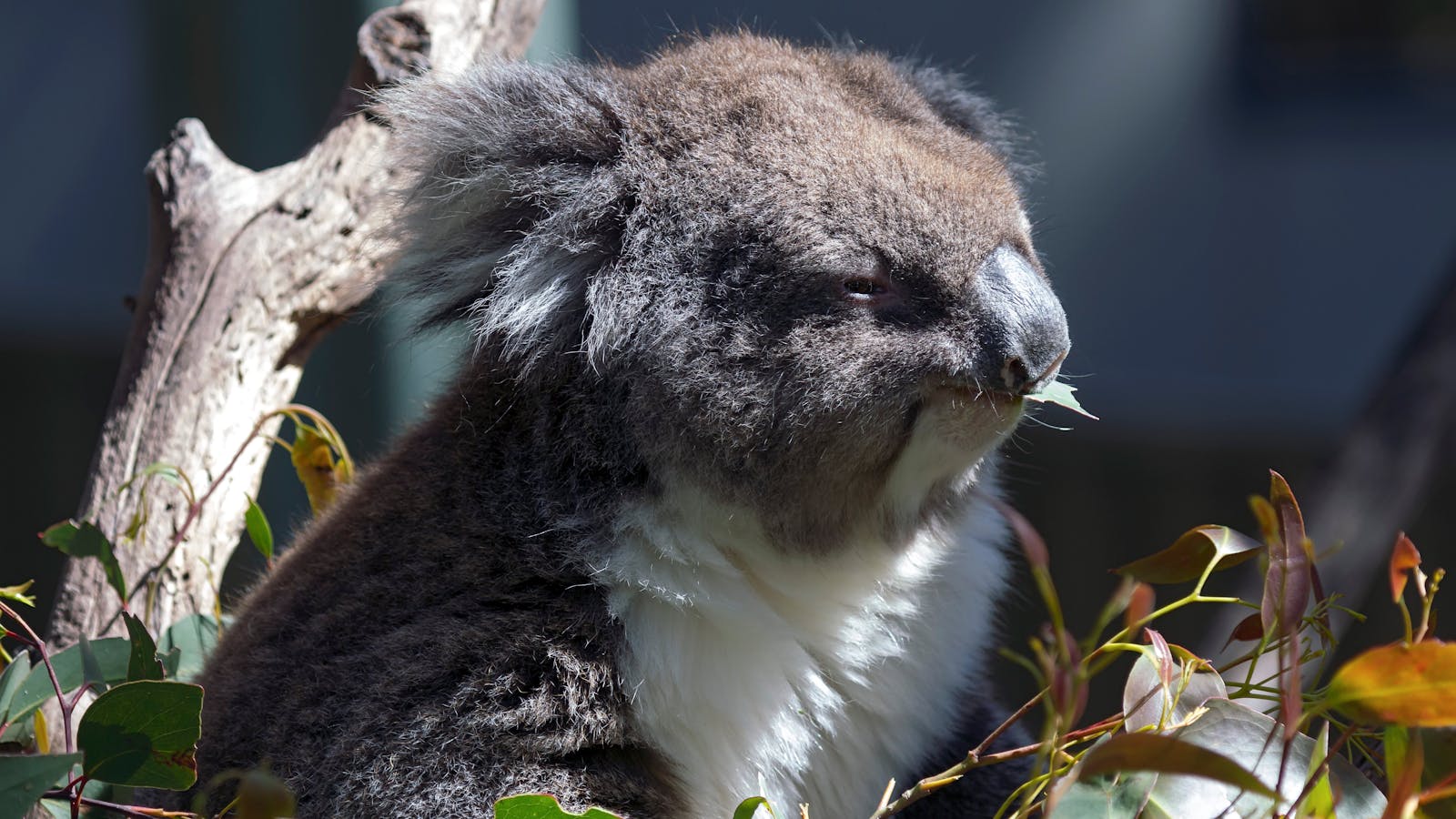 Gorge Wildlife Park
