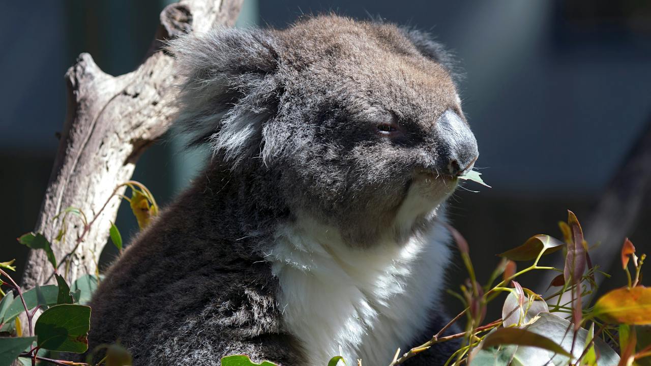 Cuddly Koalas at Gorge Wildlife Park