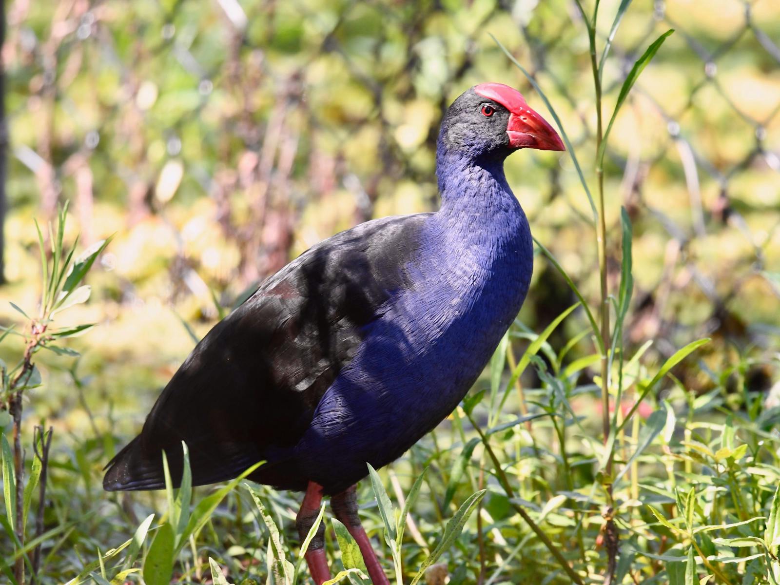 Australian Swamphen