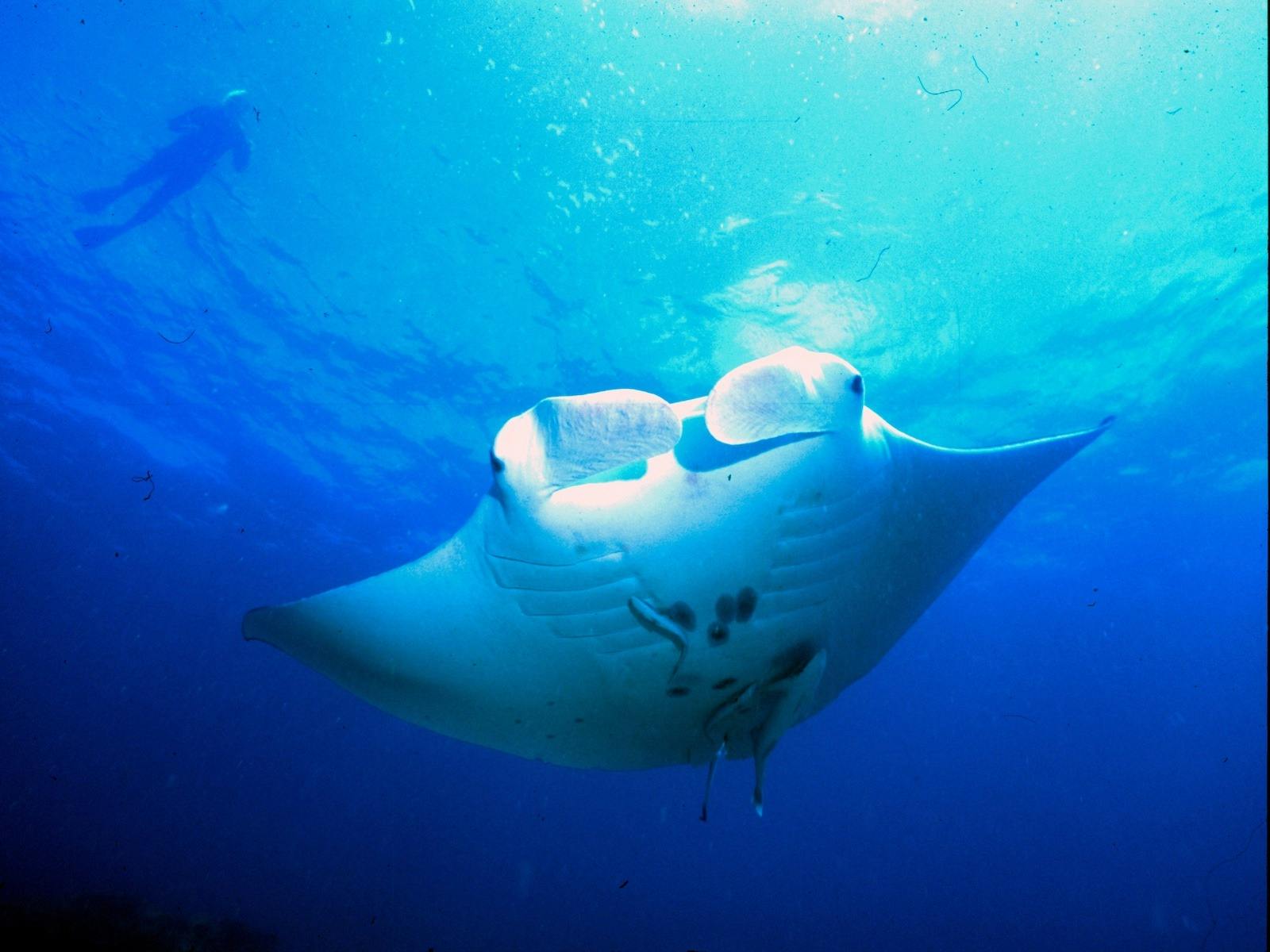 Manta Manta