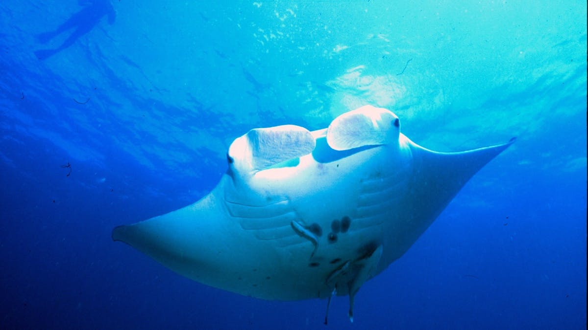 Manta