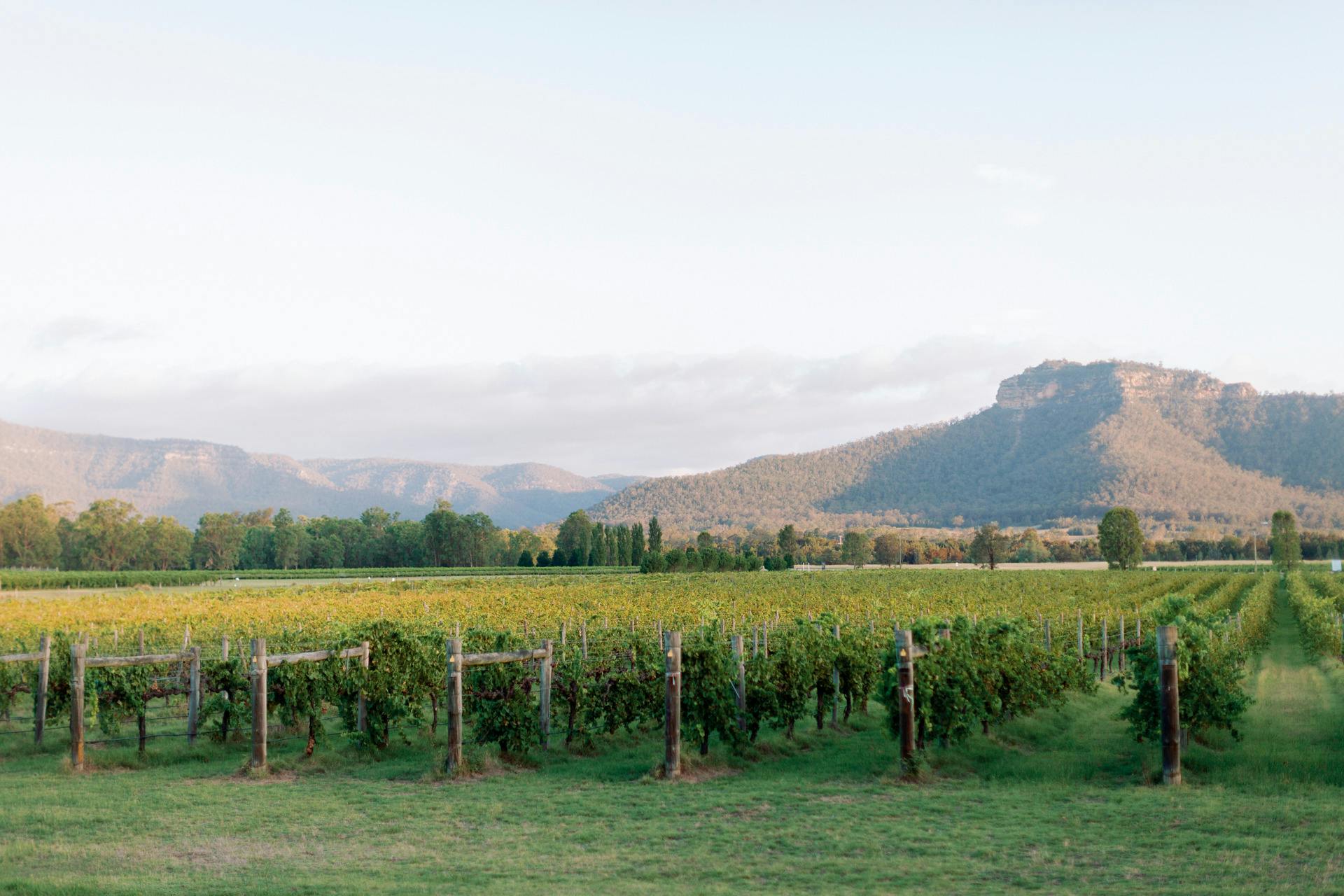 Nature Meets Luxury: Explore the serene countryside between wine tastings on your Hunter Valley tour