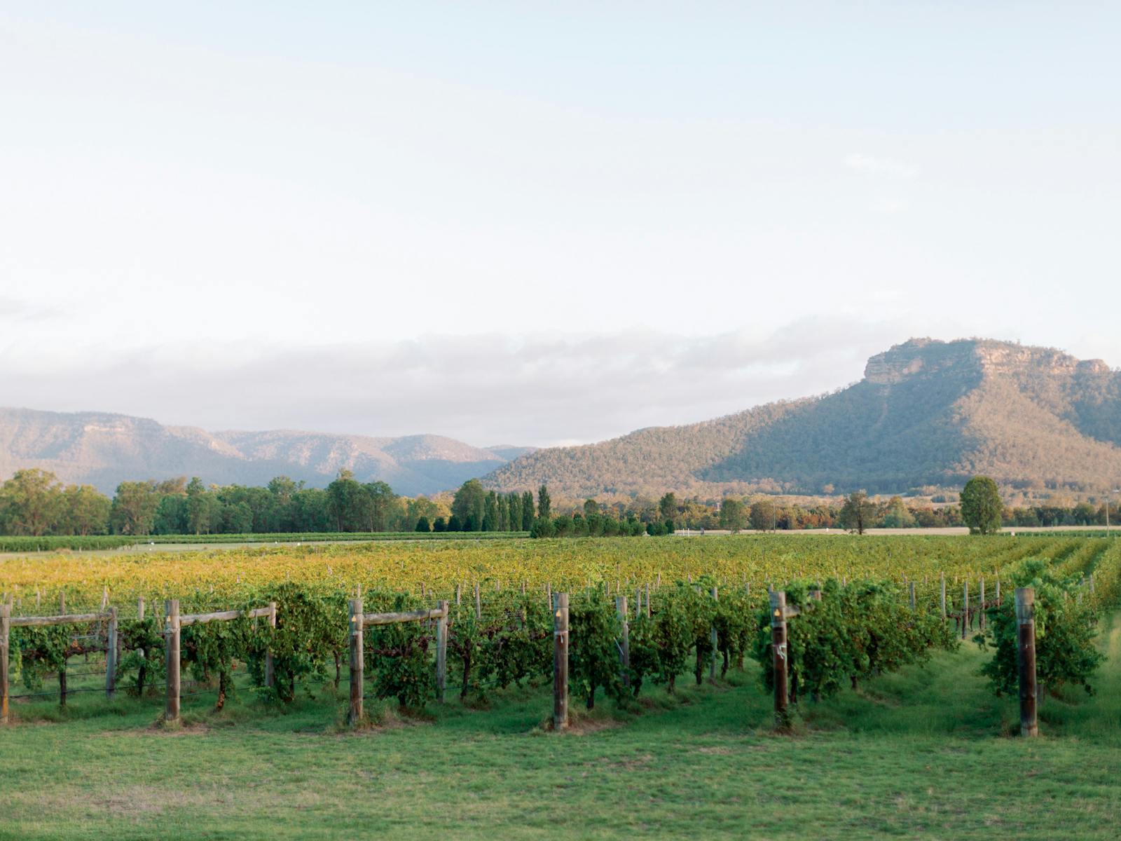 Nature Meets Luxury: Explore the serene countryside between wine tastings on your Hunter Valley tour