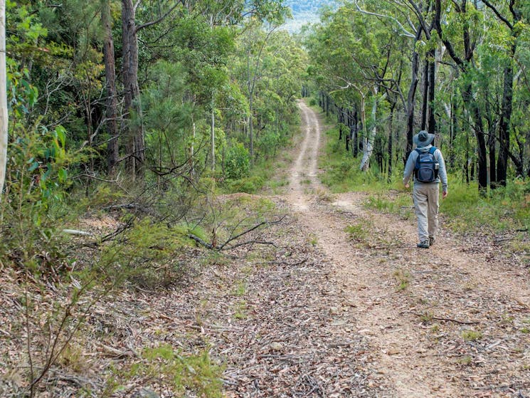 Kangaroo River walking track, Morton National Park. Photo: Michael Van Ewijk