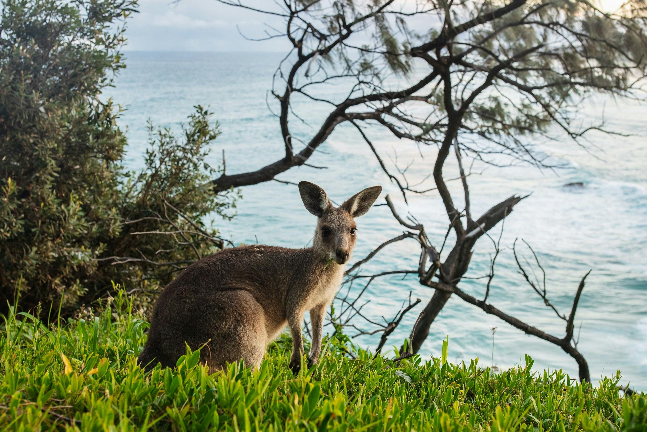 Kangaroo Grazing on Headland