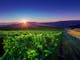 King Valley Sunrise