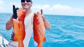 Common Coral Trout