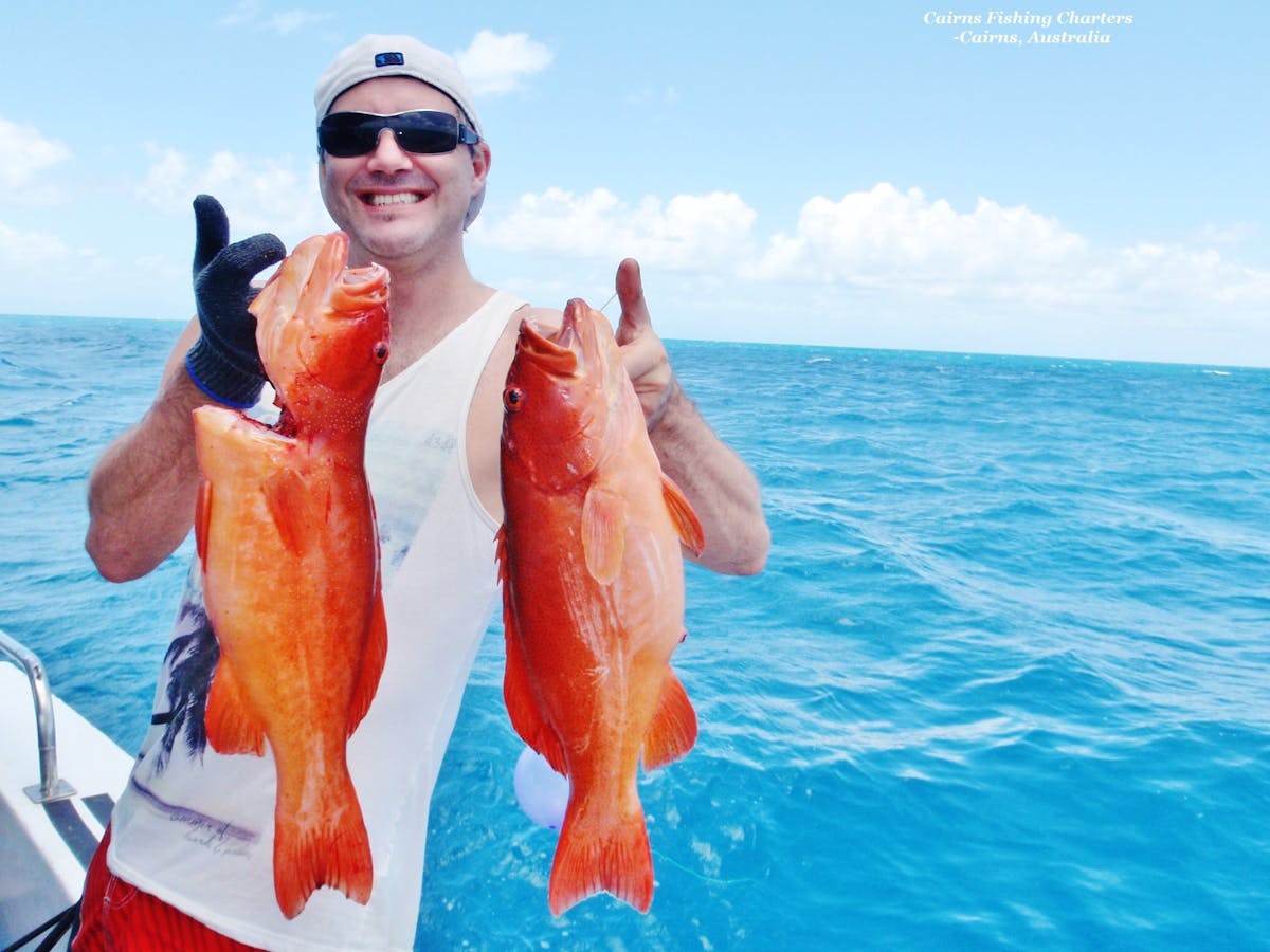 Common Coral Trout