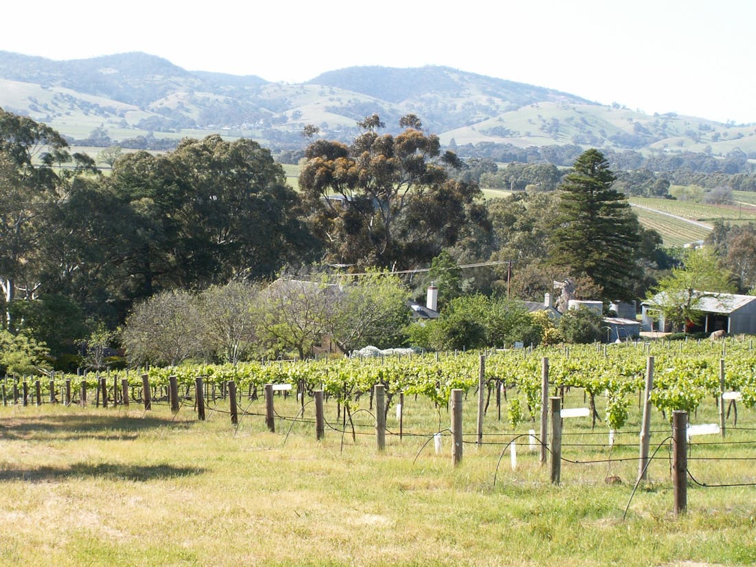 Archery Road Estate vineyards & views Rowland Flat,