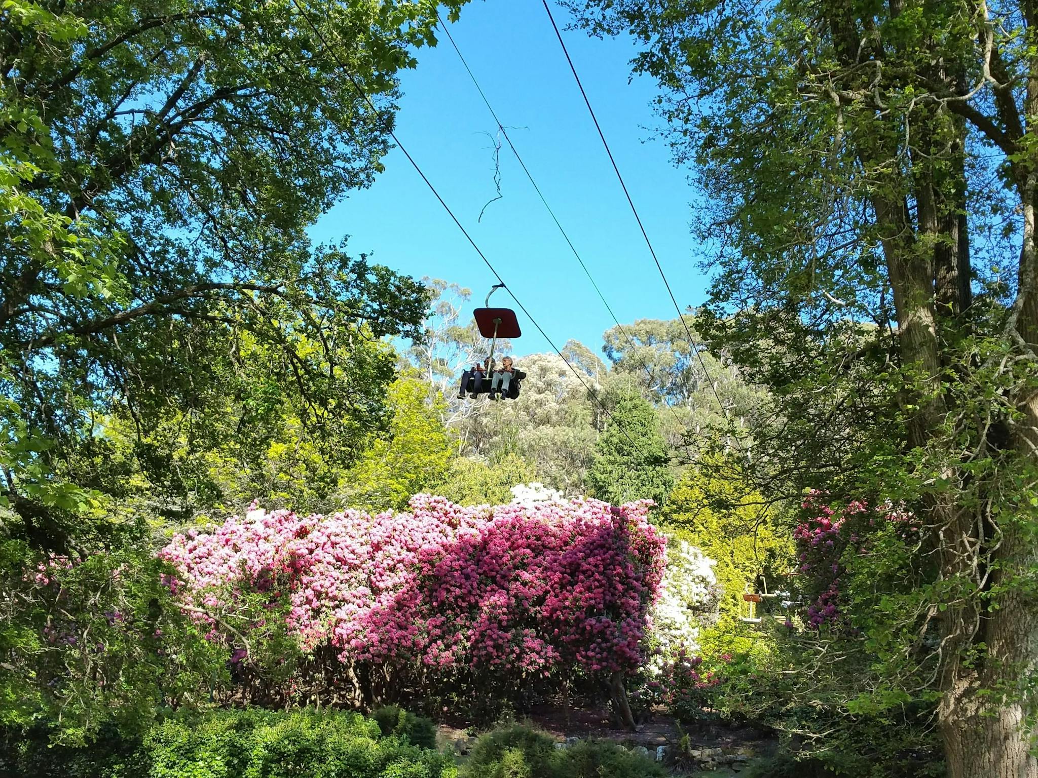 Riding thru the trees