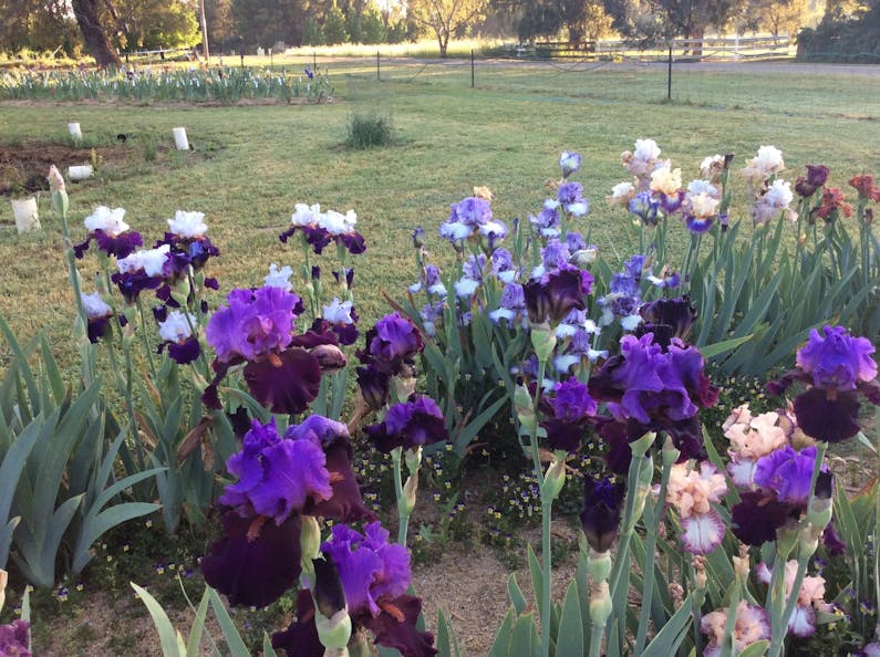 Image of the event 'Riverina Iris Farm Open Garden and Iris Display'