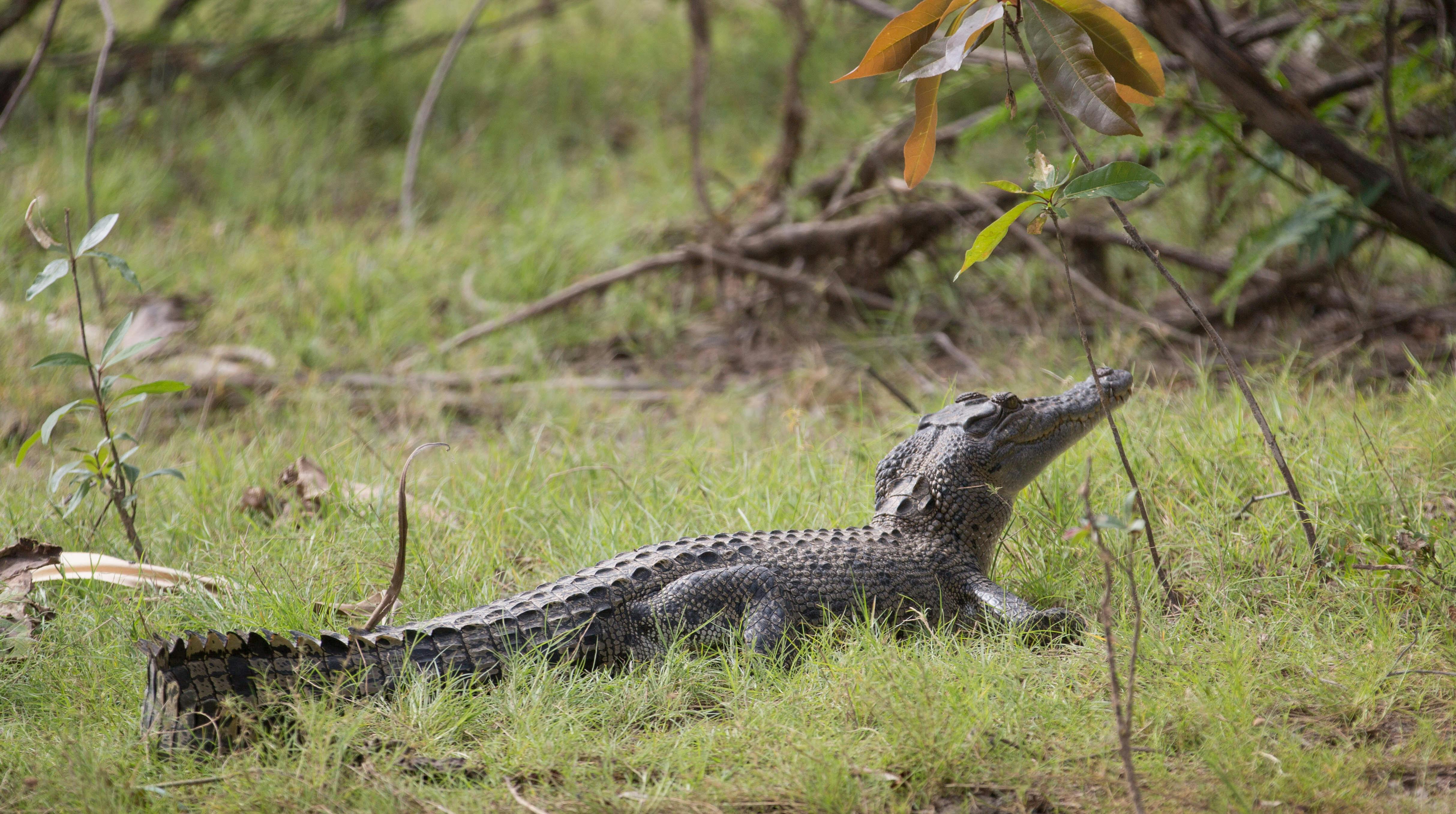 Crocodile