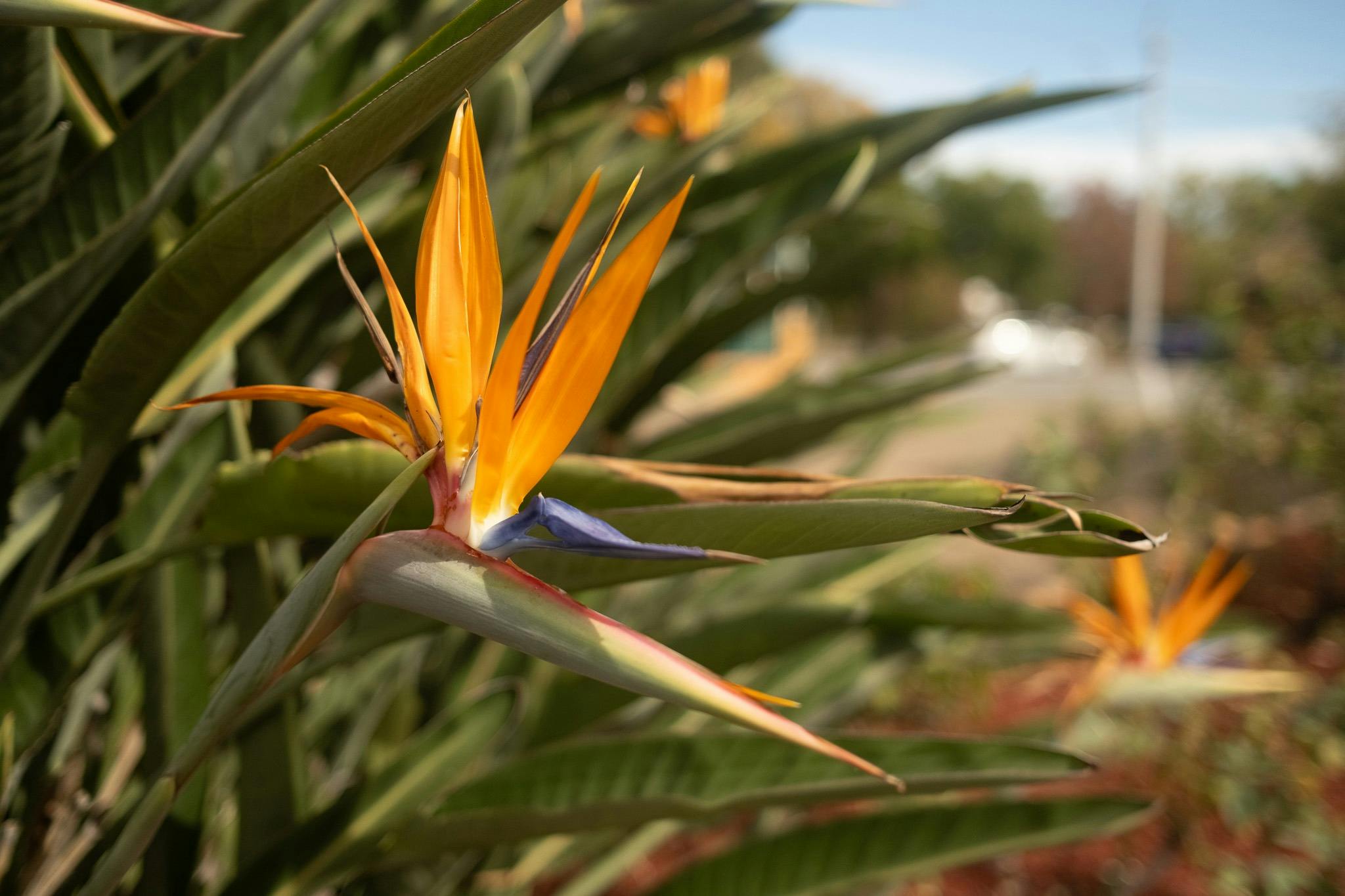 피그 트리 모텔 - 버드 오브 파라다이스