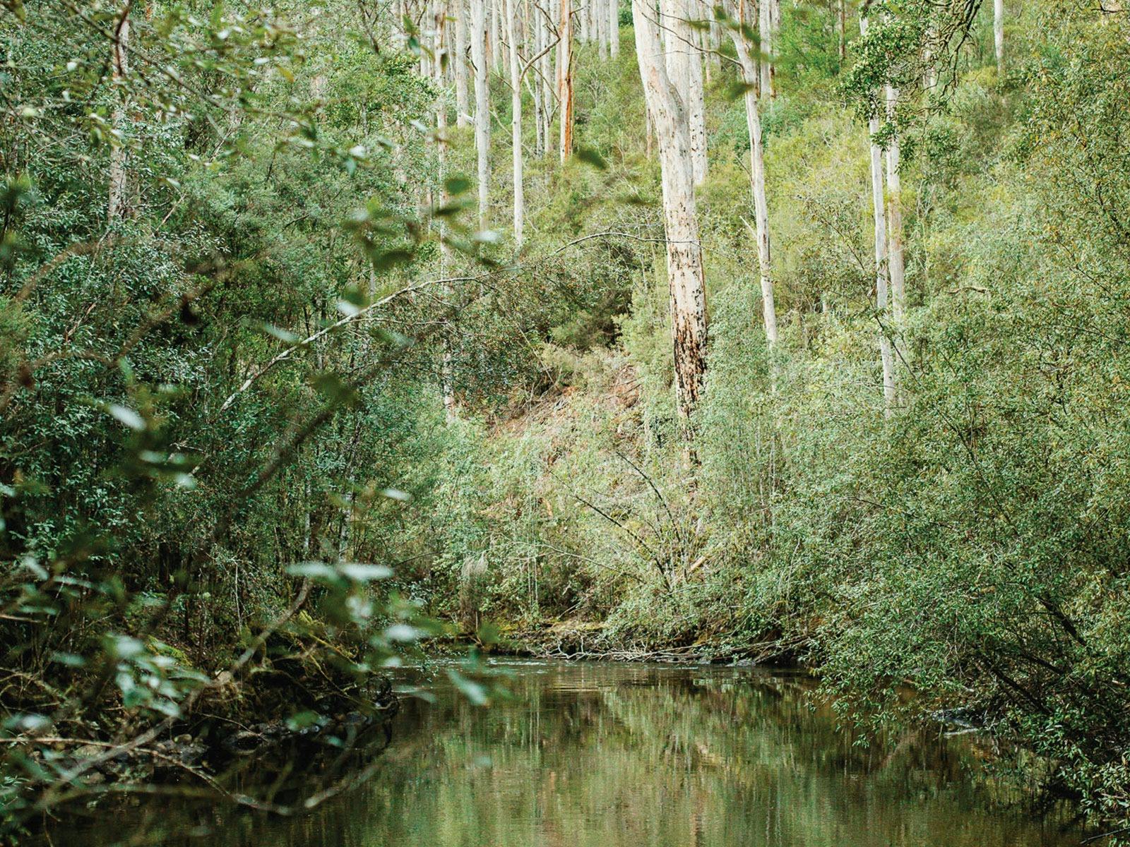 View looking up the Tyenna River