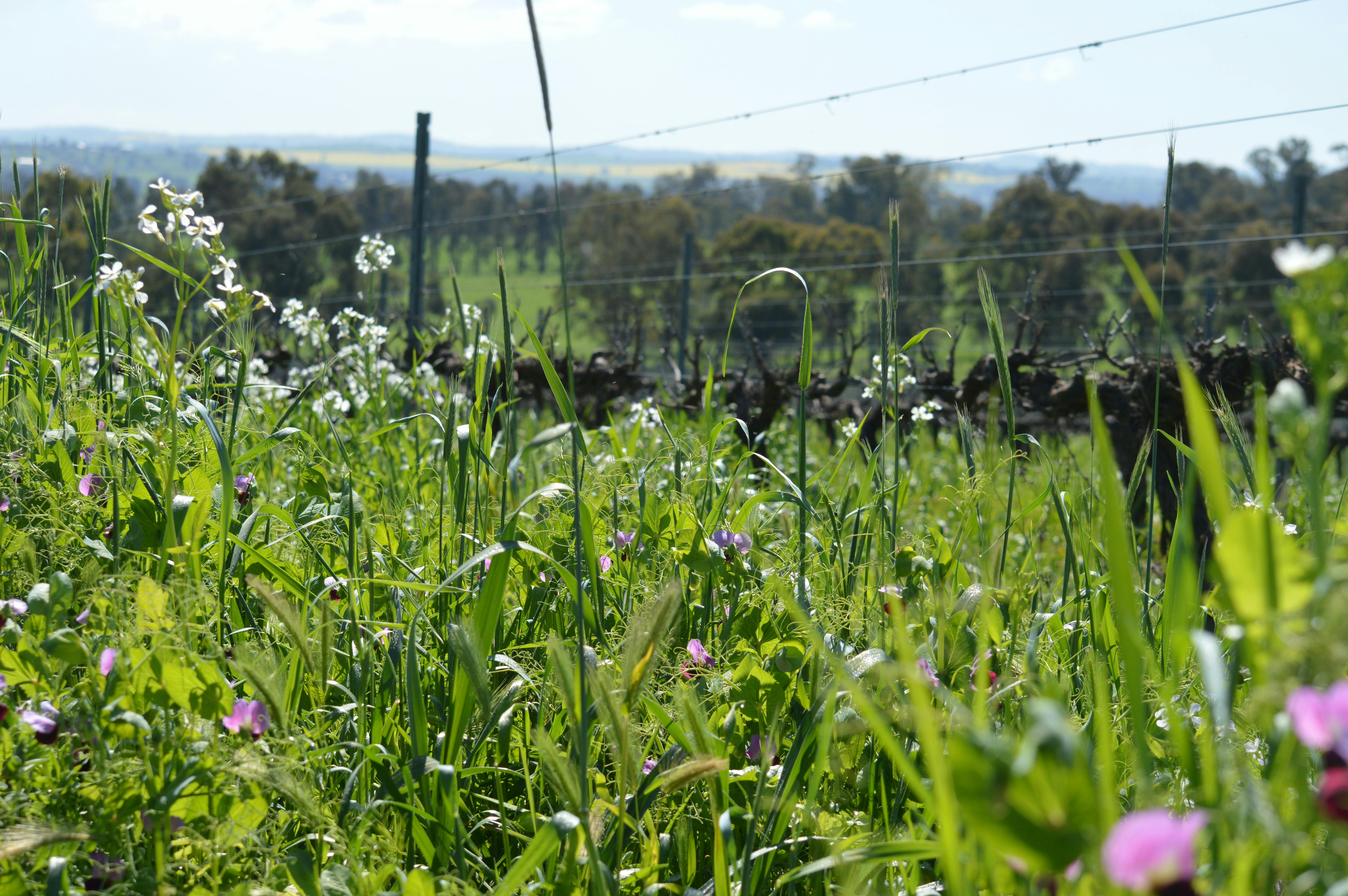 Vineyard