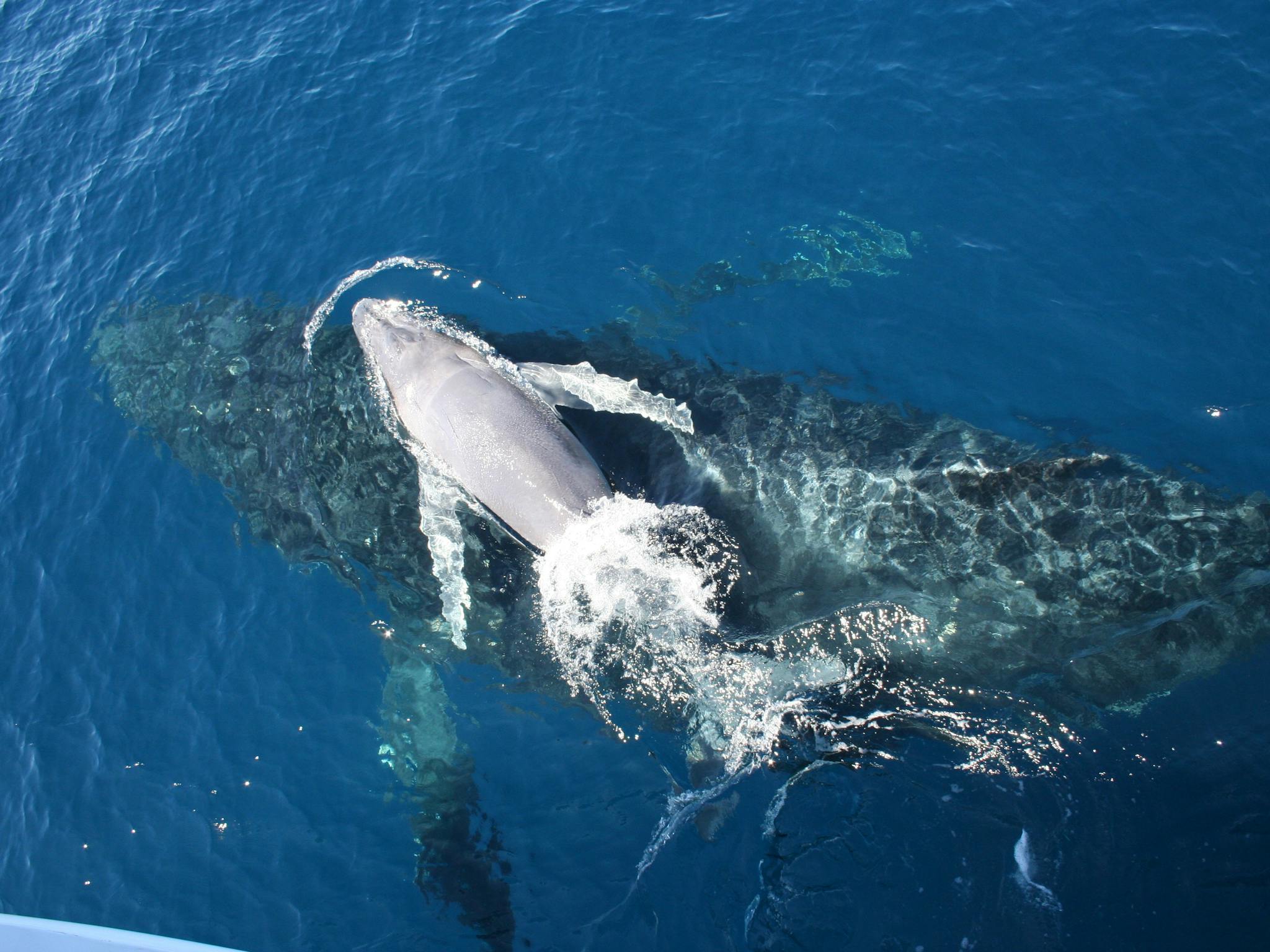 Mother and Calf Mother and Calf
